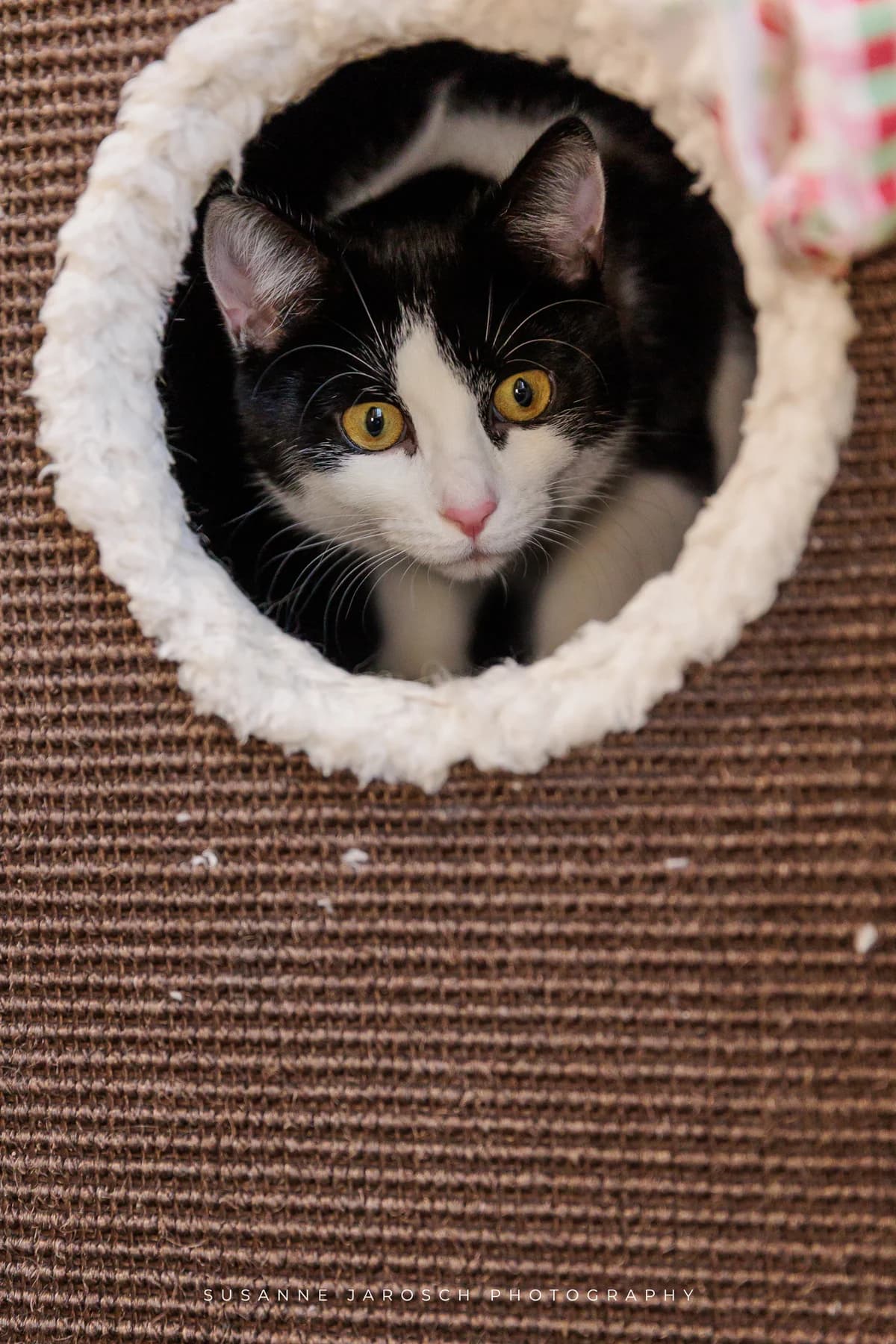 Kirby und Cassandra,  Mixed Breed for adoption at Tierheim Bielefeld, Bielefeld — photo 2 of 2