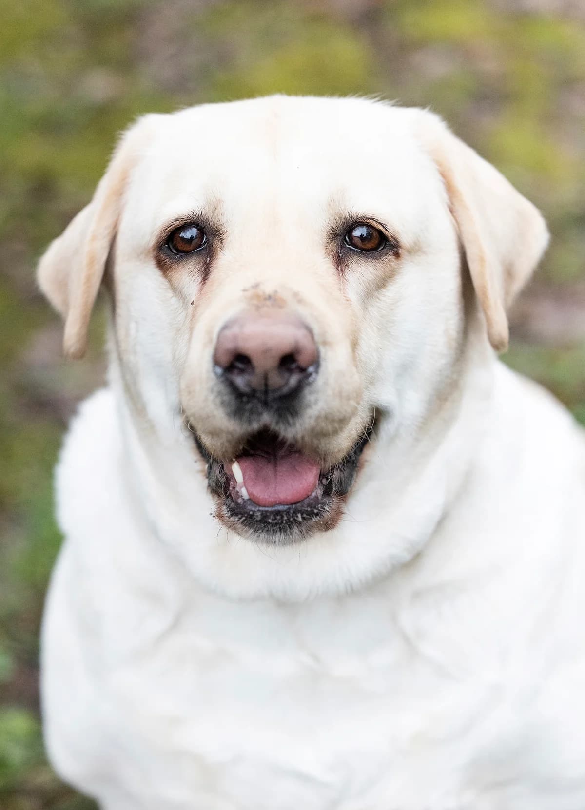 Lady Pummeluff, female Labrador Retriever for adoption at Tierheim Bielefeld, Bielefeld