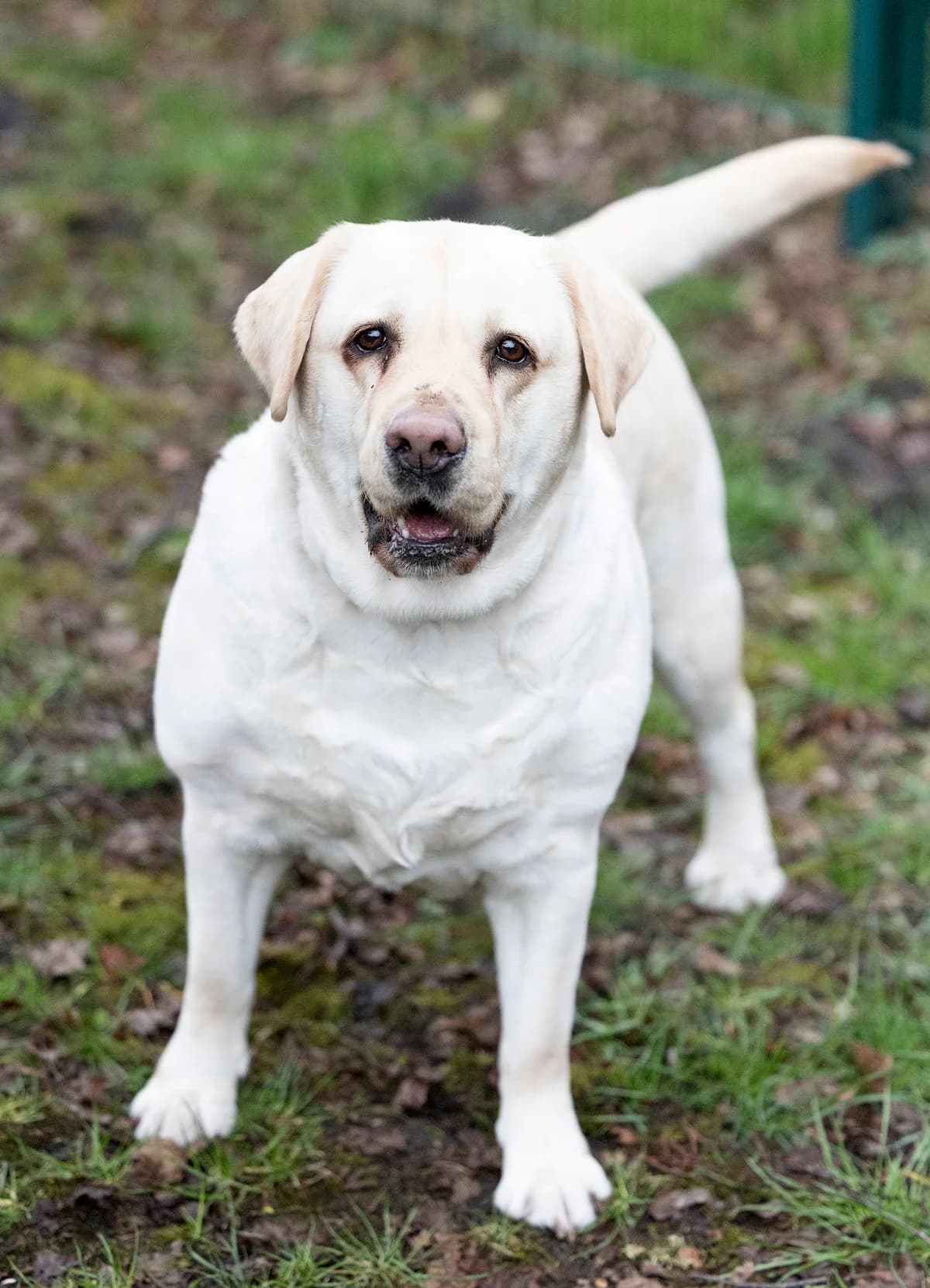 Lady Pummeluff, female Labrador Retriever for adoption at Tierheim Bielefeld, Bielefeld — photo 2 of 5