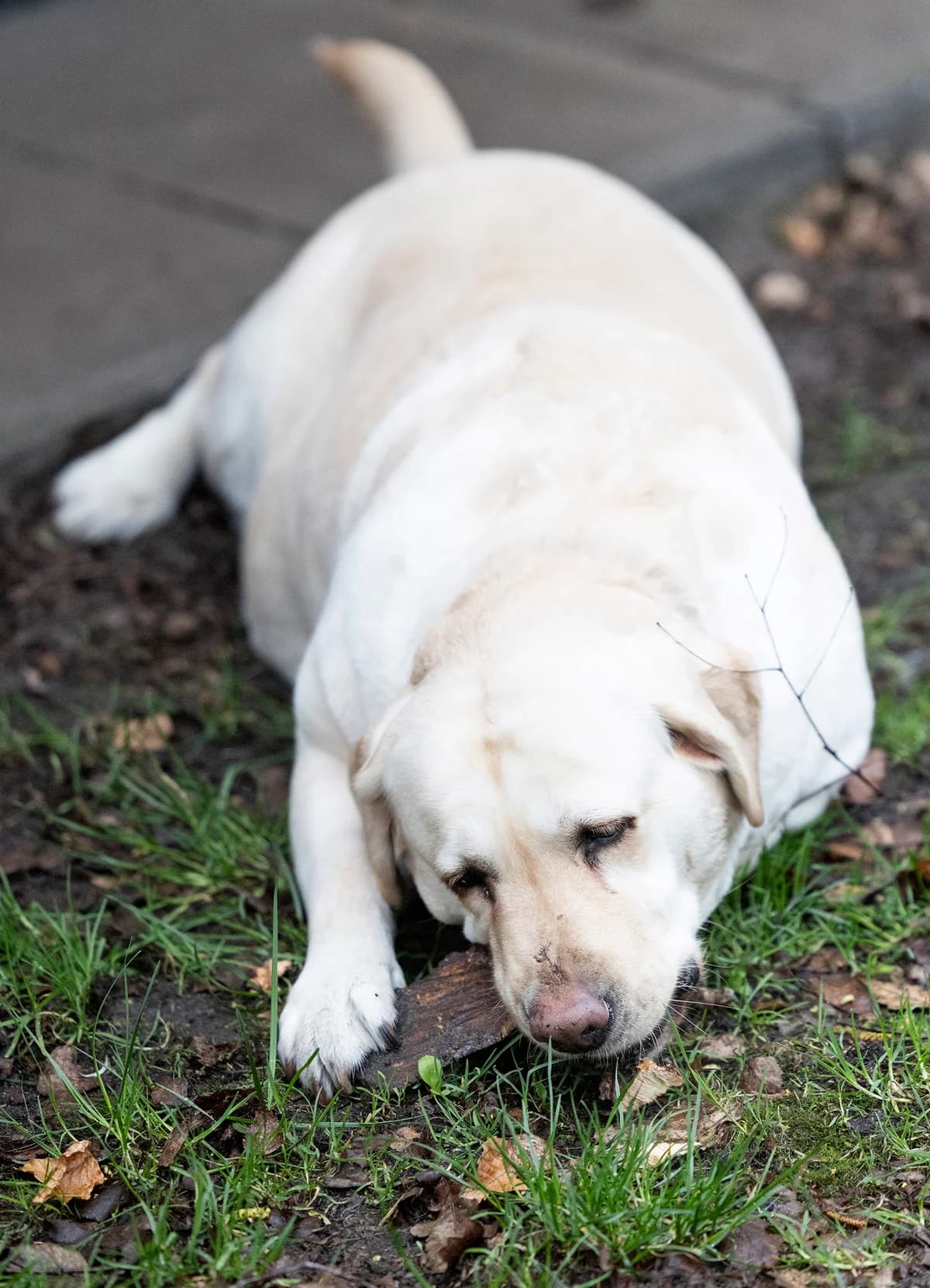 Lady Pummeluff, female Labrador Retriever for adoption at Tierheim Bielefeld, Bielefeld — photo 3 of 5