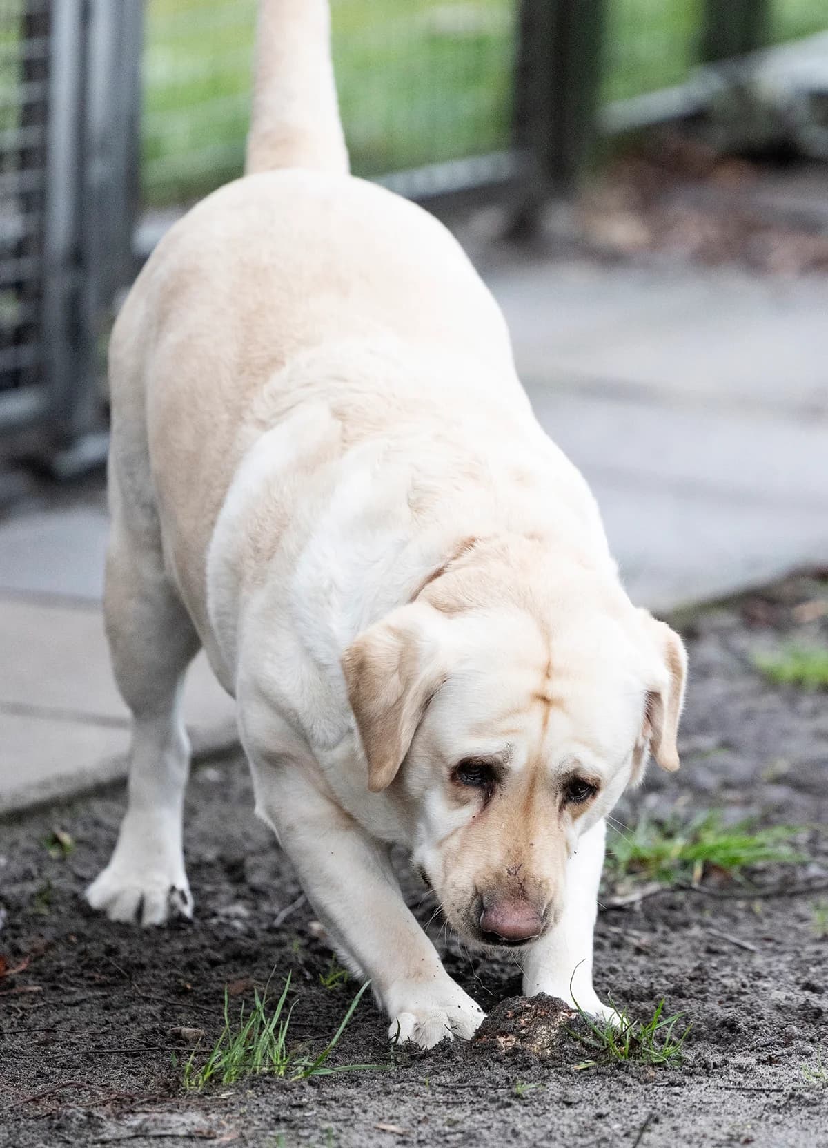 Lady Pummeluff, female Labrador Retriever for adoption at Tierheim Bielefeld, Bielefeld — photo 4 of 5