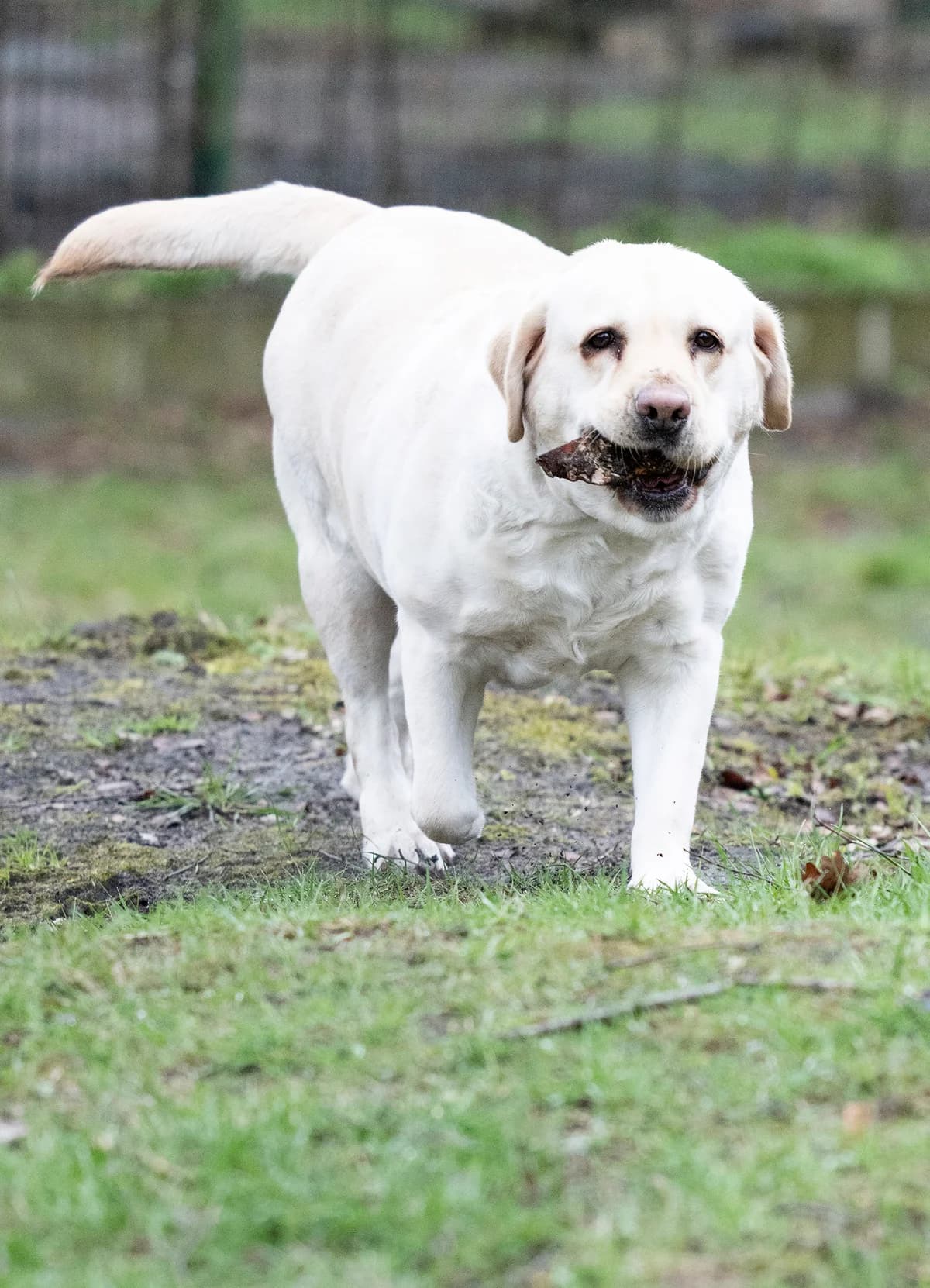 Lady Pummeluff, female Labrador Retriever for adoption at Tierheim Bielefeld, Bielefeld — photo 5 of 5
