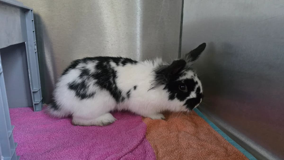 Amaretto (EC positiv), male Mixed Breed for adoption at Tierheim Bielefeld, Bielefeld