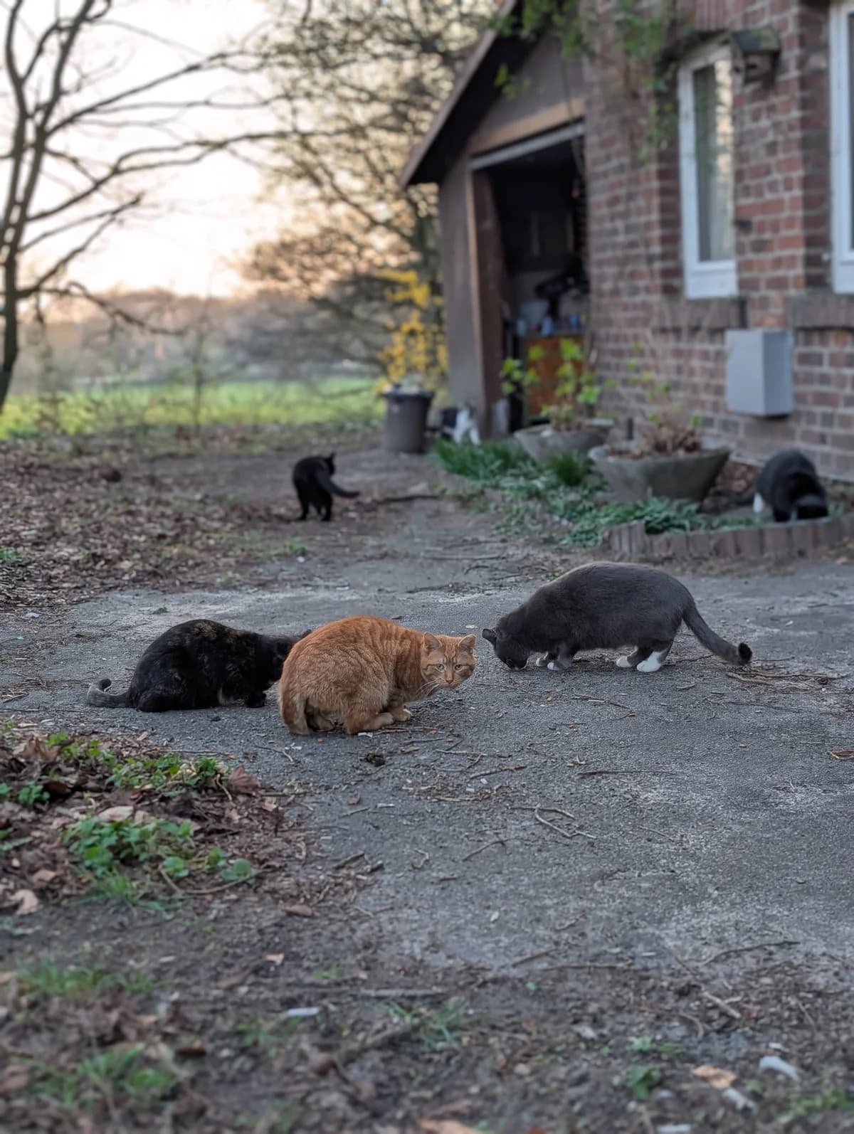 Hofstellen gesucht!,  Mixed Breed for adoption at Tierheim Bielefeld, Bielefeld