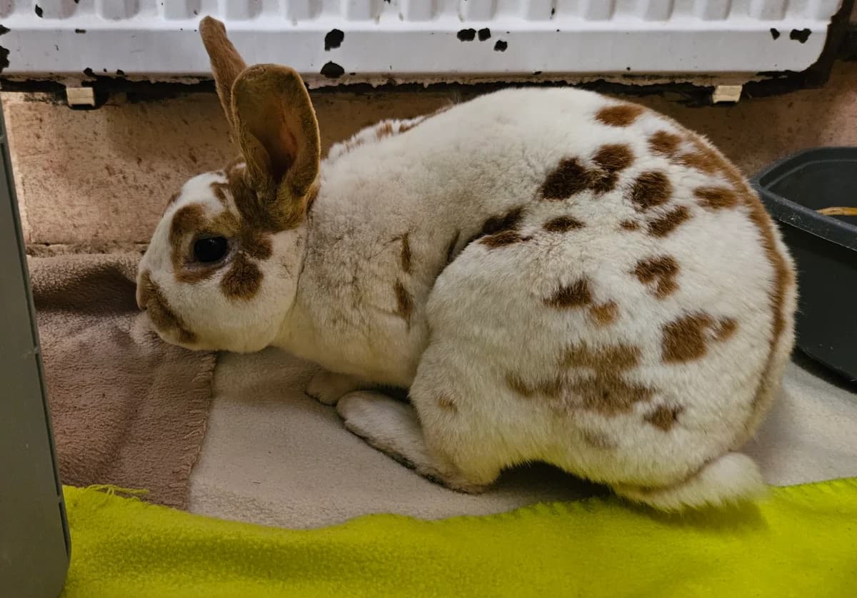 Luke Skyhopper und Obi Bun Kenobi *noch in Quarantäne*, male Mixed Breed for adoption at Tierheim Bielefeld, Bielefeld