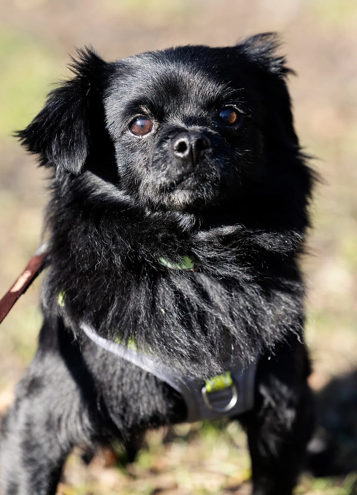 Aria, female senior Pomeranian for adoption at Tierheim Bielefeld, Bielefeld