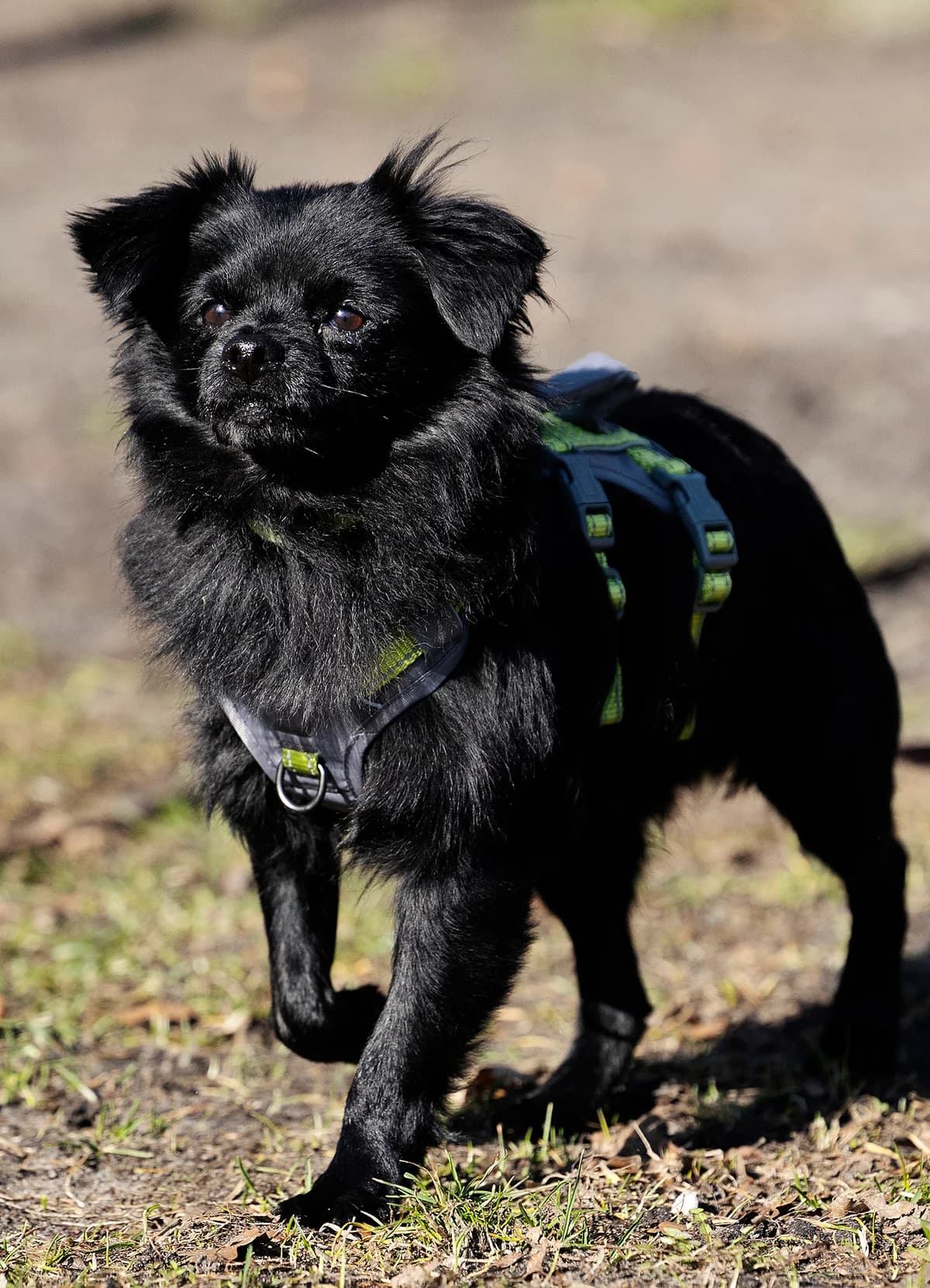Paul, male Pomeranian for adoption at Tierheim Bielefeld, Bielefeld — photo 2 of 3