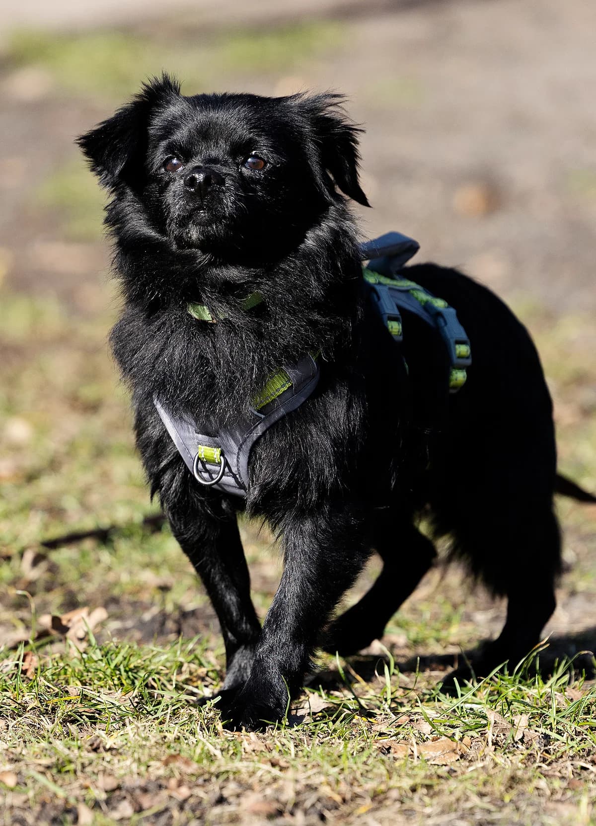 Paul, male Pomeranian for adoption at Tierheim Bielefeld, Bielefeld — photo 3 of 3