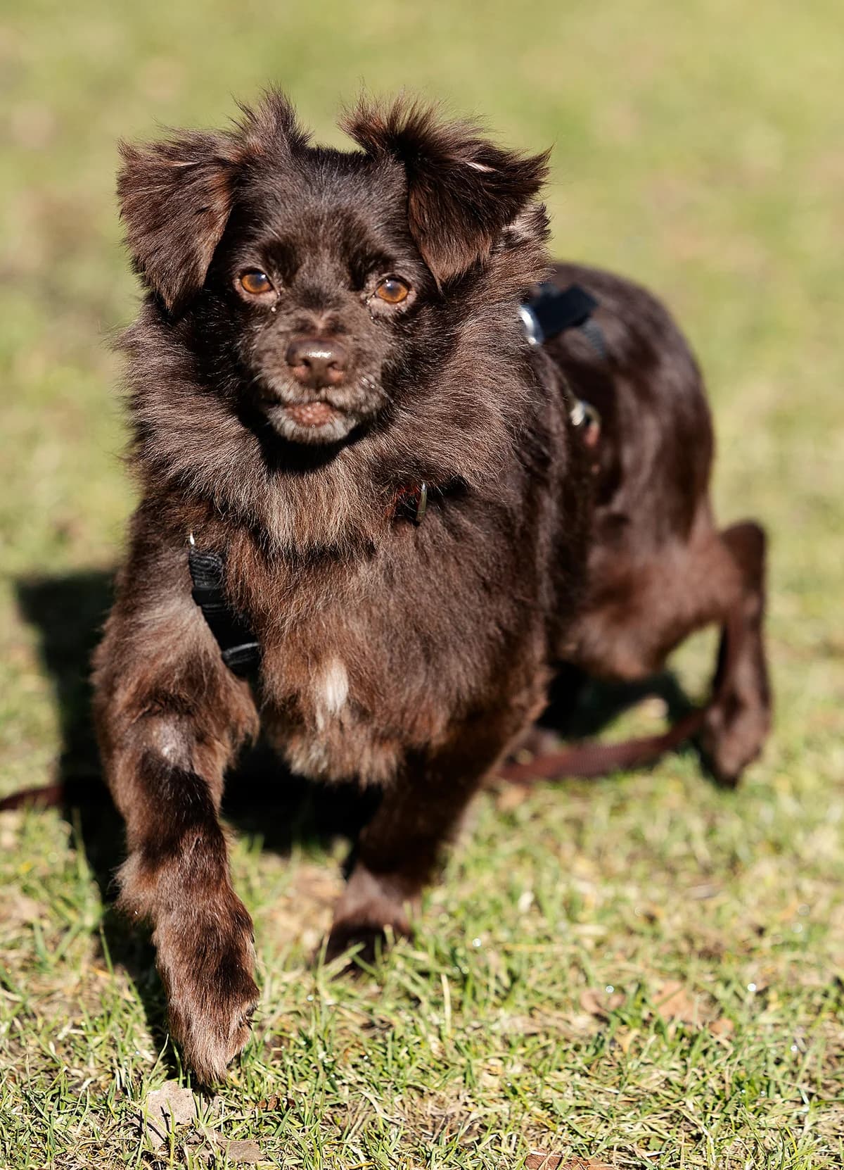Patu, male senior Pomeranian for adoption at Tierheim Bielefeld, Bielefeld