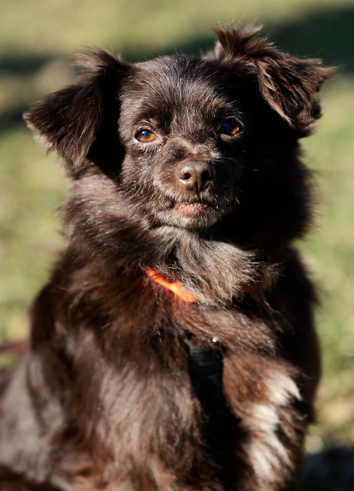 Carl, male Pomeranian for adoption at Tierheim Bielefeld, Bielefeld — photo 2 of 3