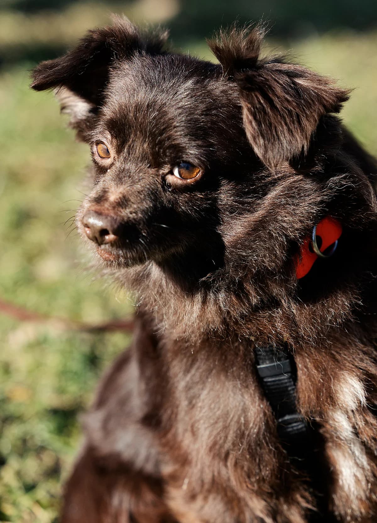 Carl, male Pomeranian for adoption at Tierheim Bielefeld, Bielefeld — photo 3 of 3