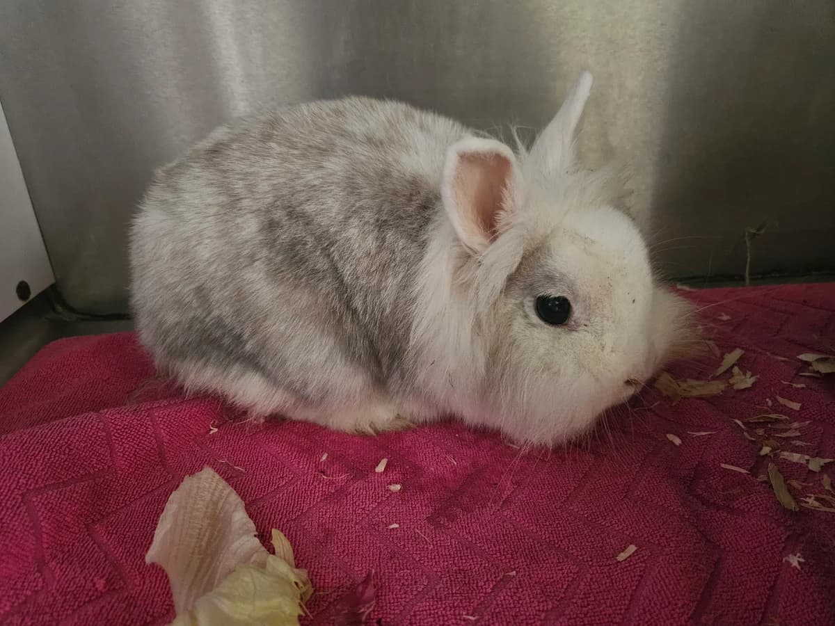 (Dinkel) Dörte *noch in Quarantäne*, female mixed breed for adoption at Tierheim Bielefeld, Bielefeld