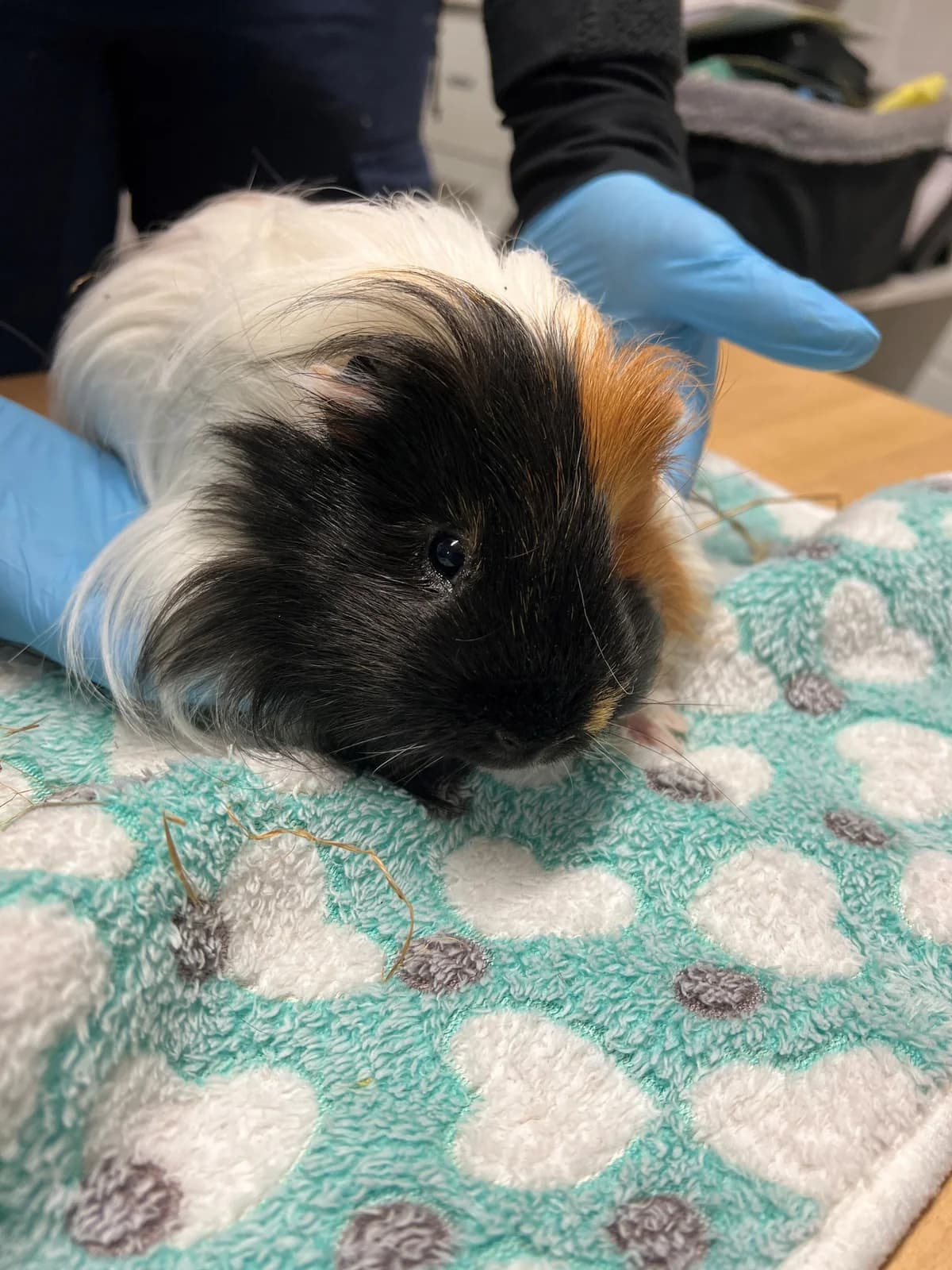 Muffin, Marshmallow und Sir Kevin, male mixed breed for adoption at Tierheim Bielefeld, Bielefeld