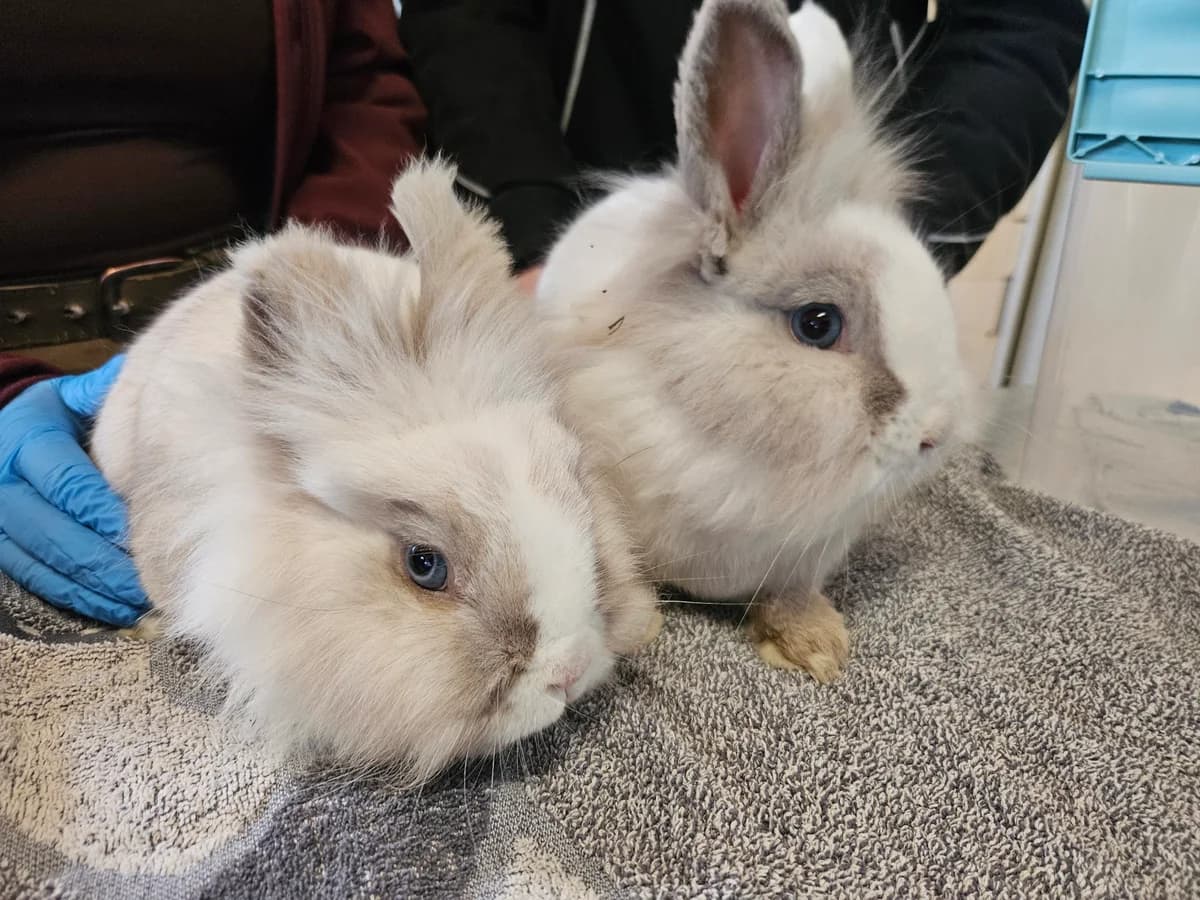 Pimpi und Piggeldy, male mixed breed for adoption at Tierheim Bielefeld, Bielefeld