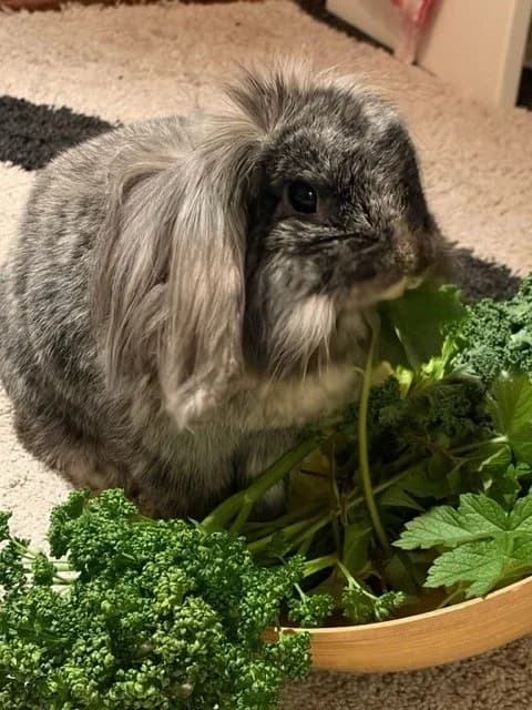 Liesel,  Mixed Breed for adoption at Tierheim Bielefeld, Bielefeld