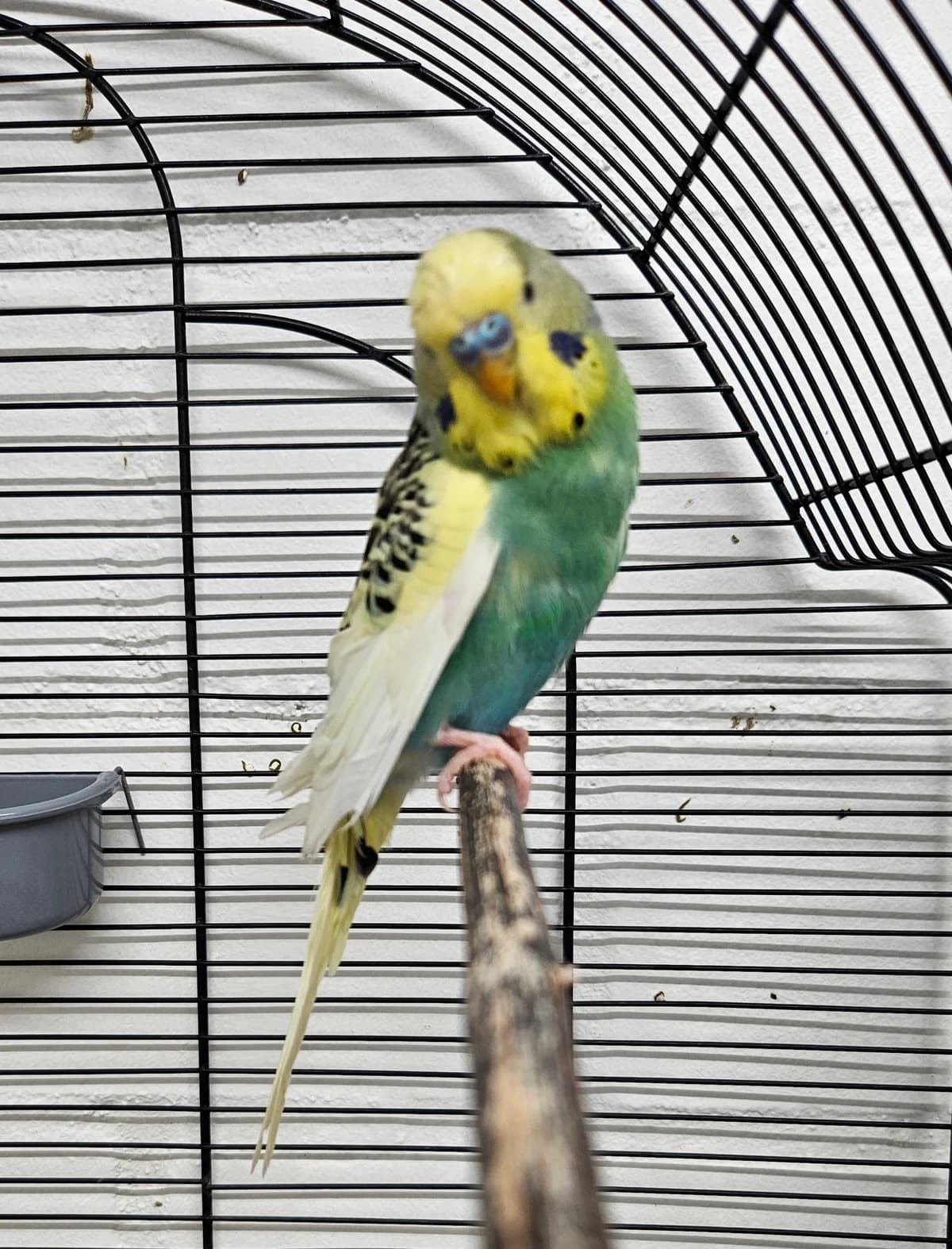 Augustus, male 4yo Mixed Breed for adoption at Tierheim Bielefeld, Bielefeld