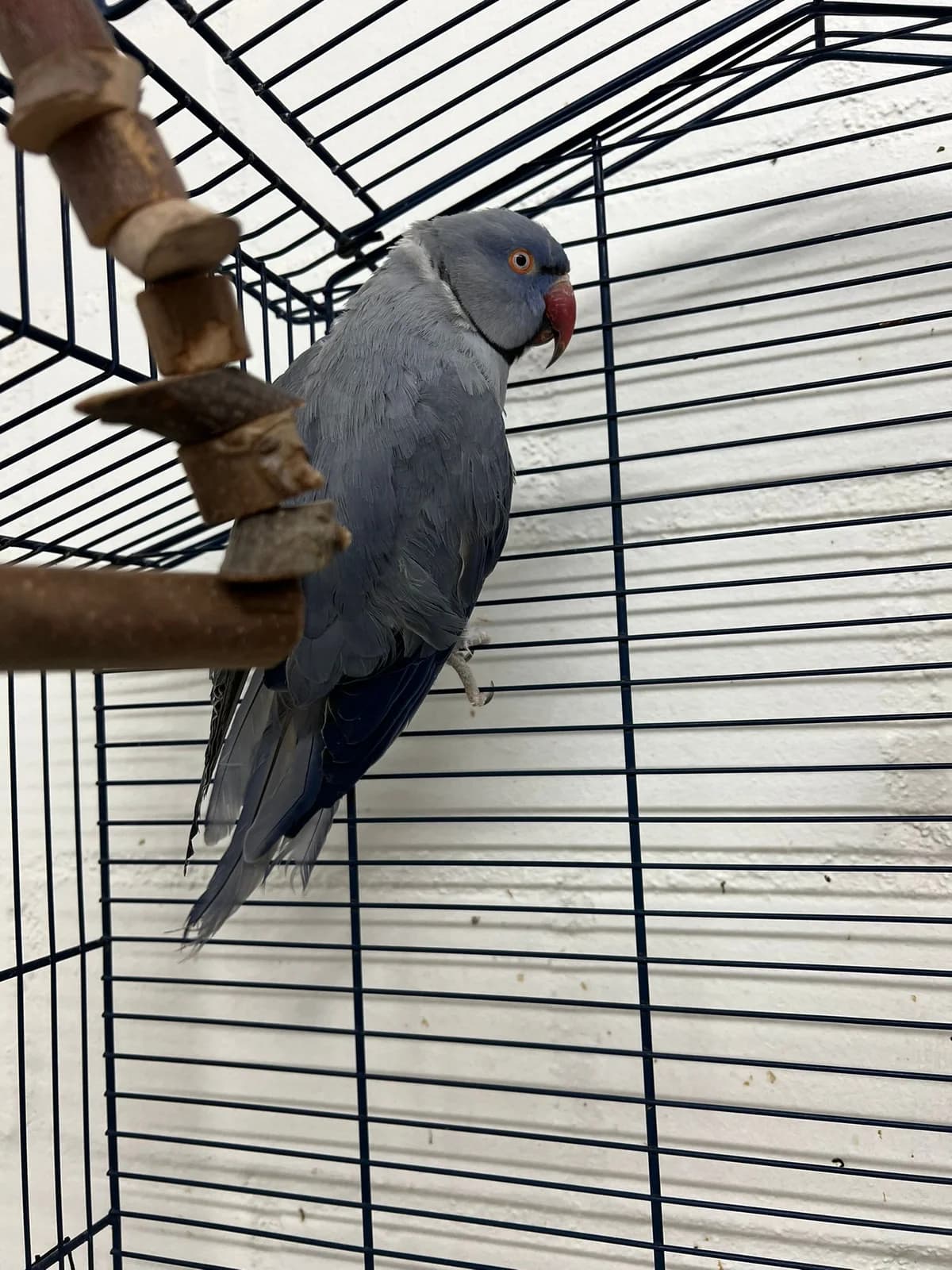 Augustus, male Mixed Breed for adoption at Tierheim Bielefeld, Bielefeld
