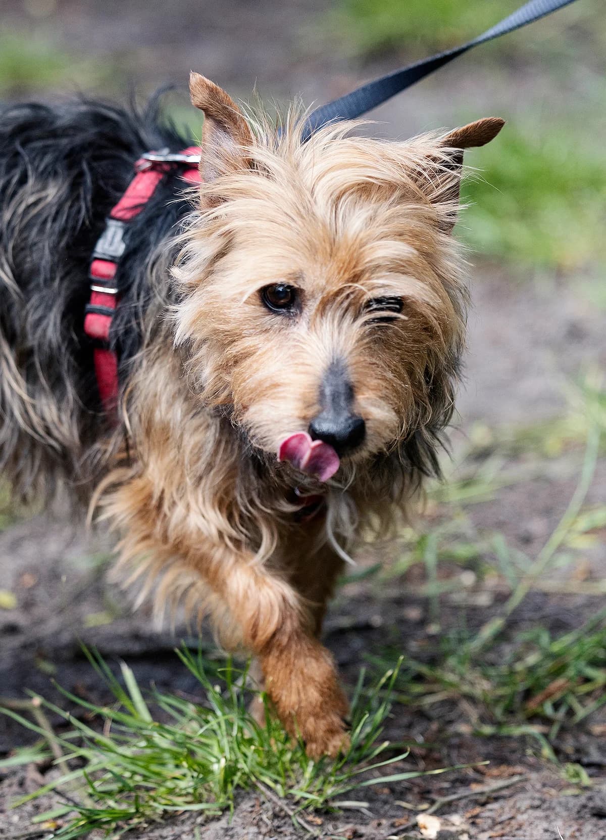 Aria, Pomeranian (Tierheim Bielefeld)
