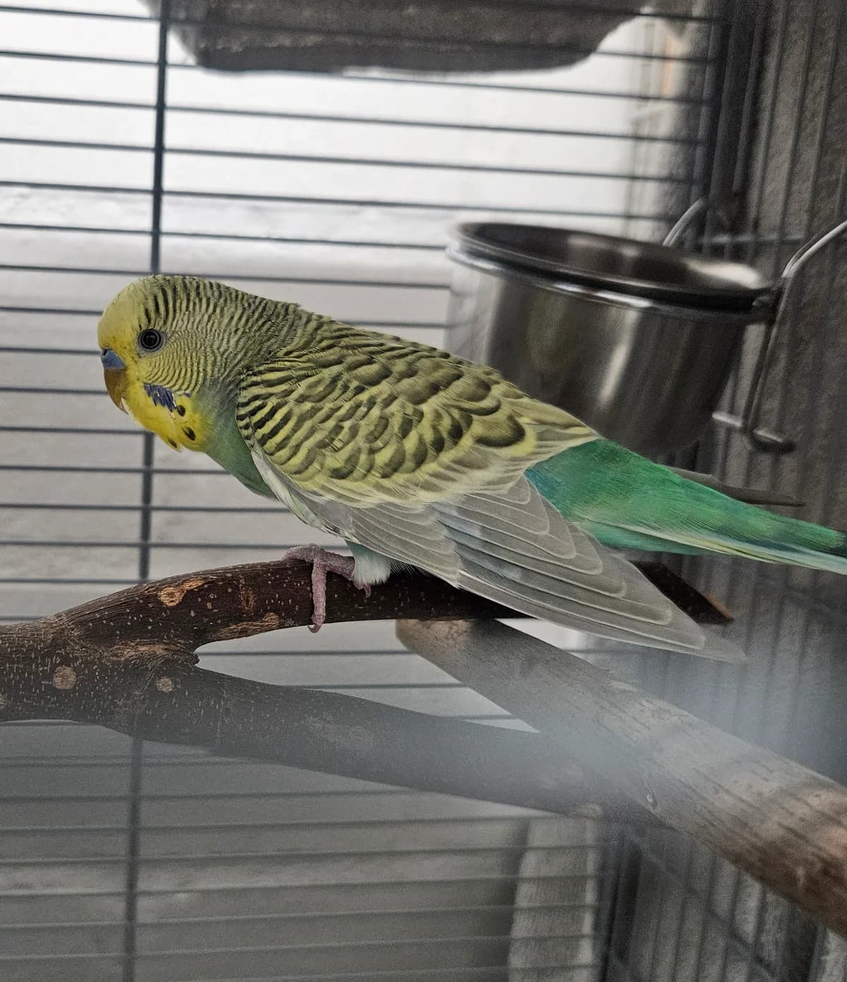 Augustus, Mixed Breed (Tierheim Bielefeld)