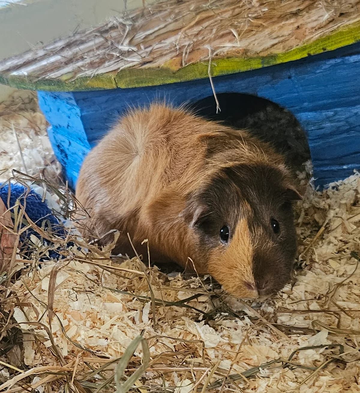 Amaretto (EC positiv), Mixed Breed (Tierheim Bielefeld)