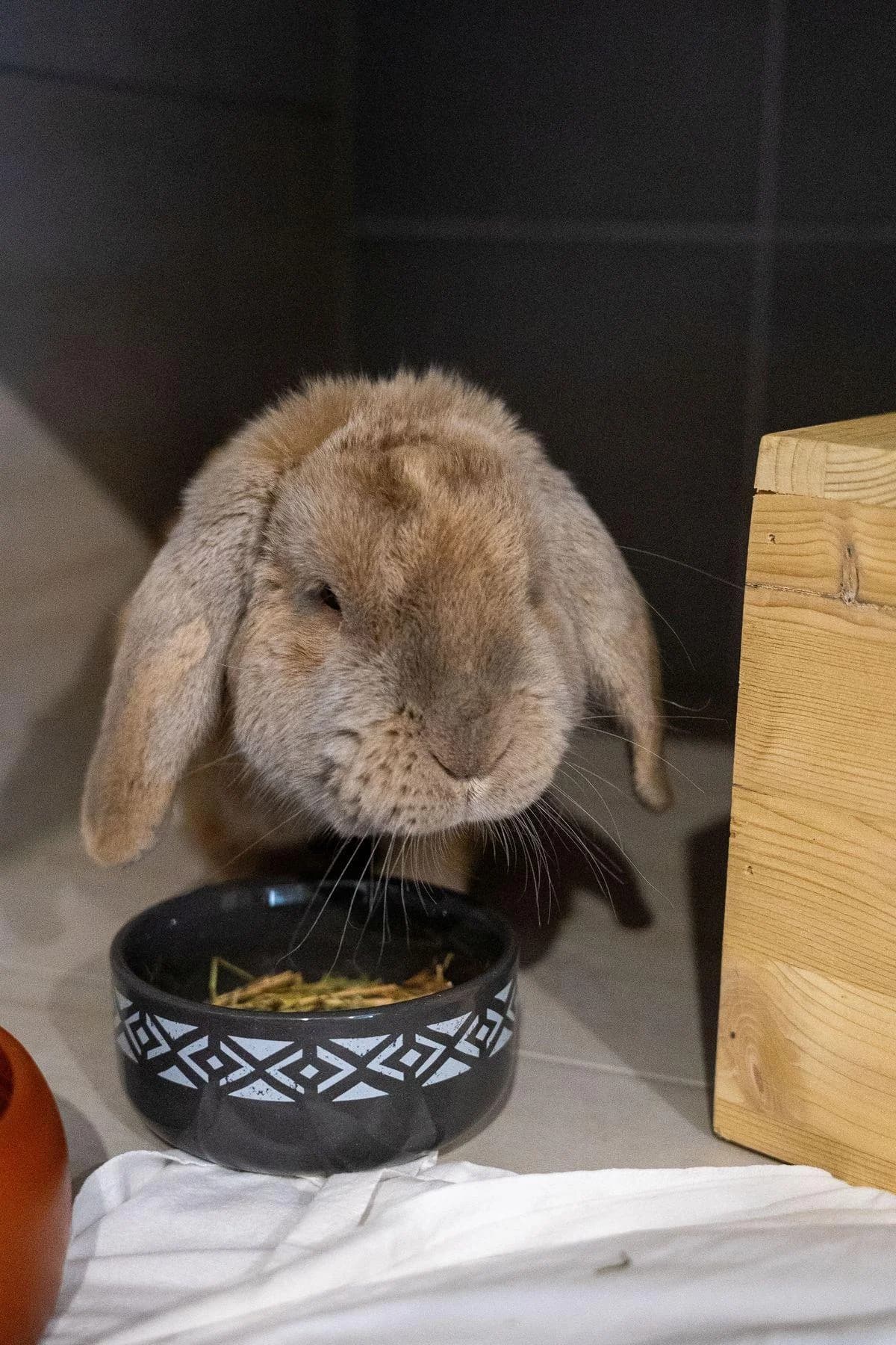 Amay, braun male mixed breed for adoption at Tierheim Bochum, Bochum