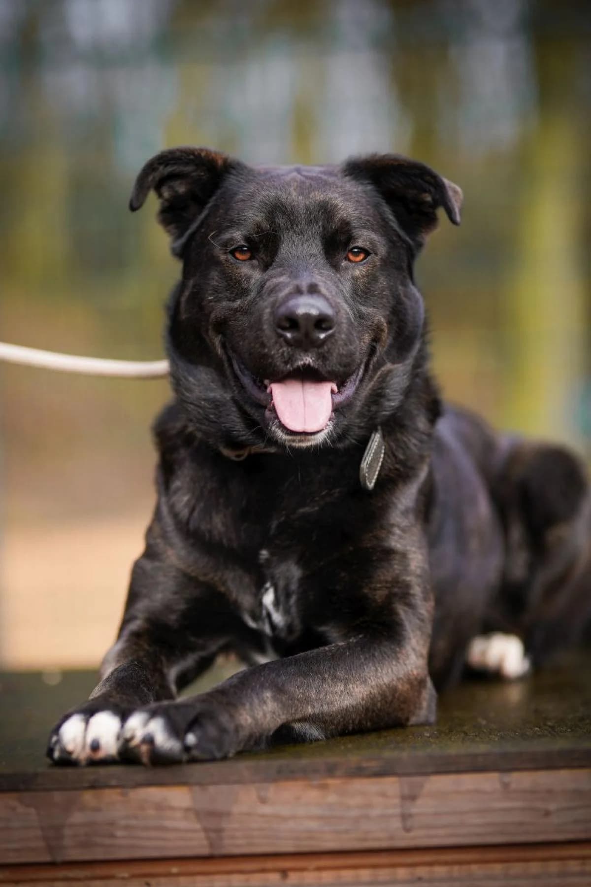 Baghira, schwarz mit kupfer Tupfen male Mixed Breed for adoption at Tierheim Bochum, Bochum