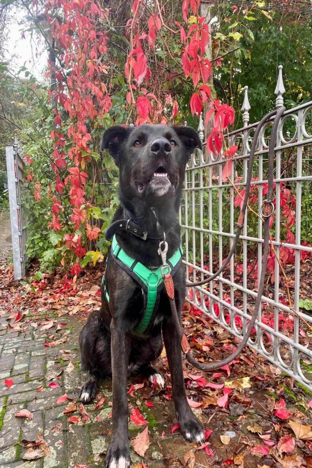 Baghira, schwarz mit kupfer Tupfen male Mixed Breed for adoption at Tierheim Bochum, Bochum — photo 2 of 10