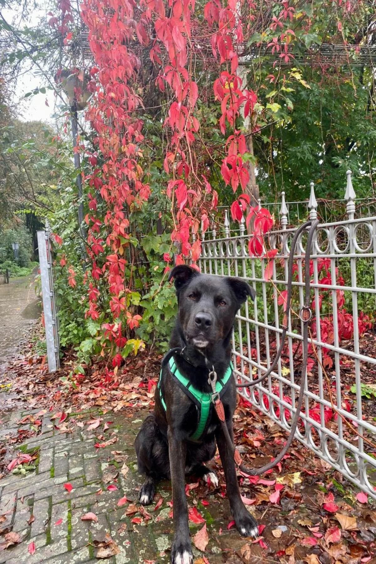 Baghira, schwarz mit kupfer Tupfen male Mixed Breed for adoption at Tierheim Bochum, Bochum — photo 3 of 10