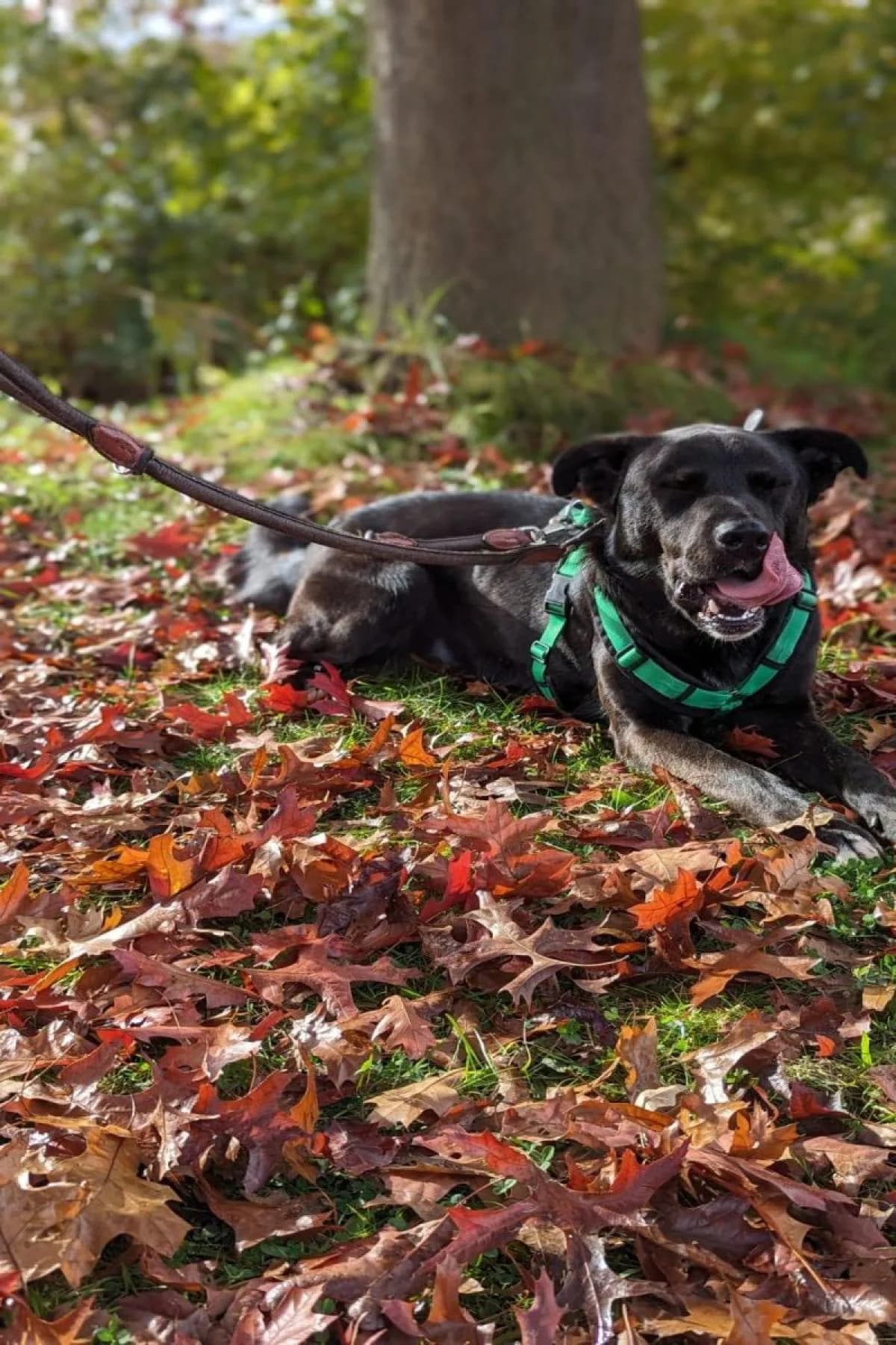Baghira, schwarz mit kupfer Tupfen male Mixed Breed for adoption at Tierheim Bochum, Bochum — photo 4 of 10