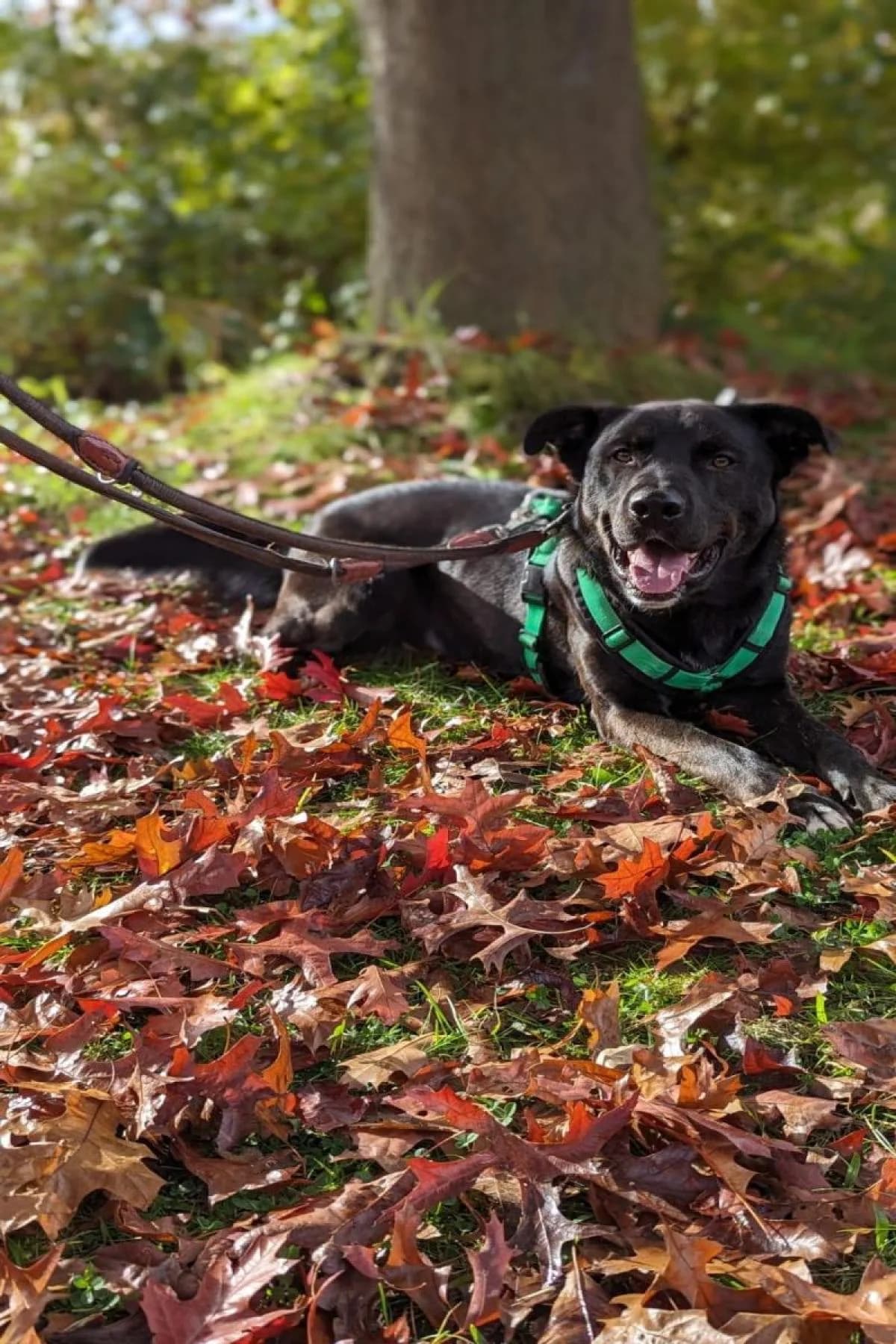 Baghira, schwarz mit kupfer Tupfen male Mixed Breed for adoption at Tierheim Bochum, Bochum — photo 5 of 10
