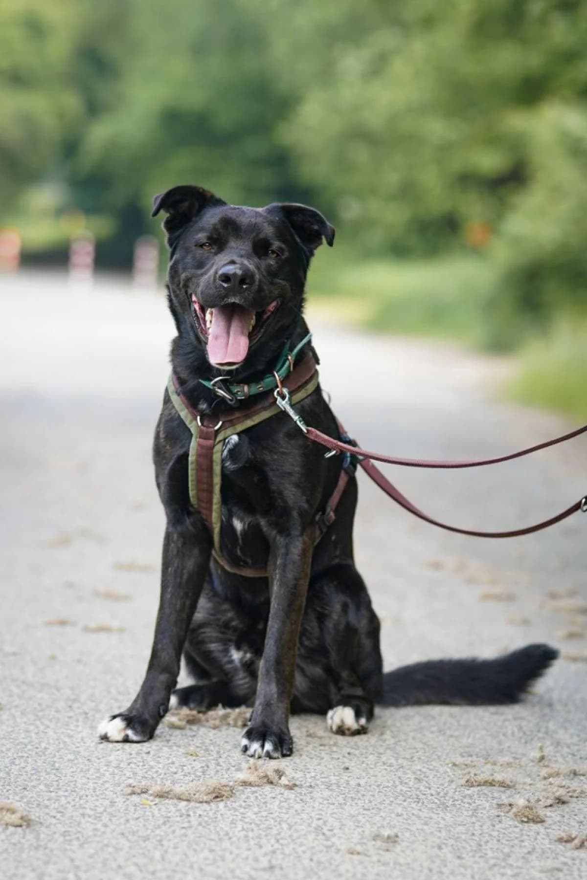 Baghira, schwarz mit kupfer Tupfen male Mixed Breed for adoption at Tierheim Bochum, Bochum — photo 6 of 10