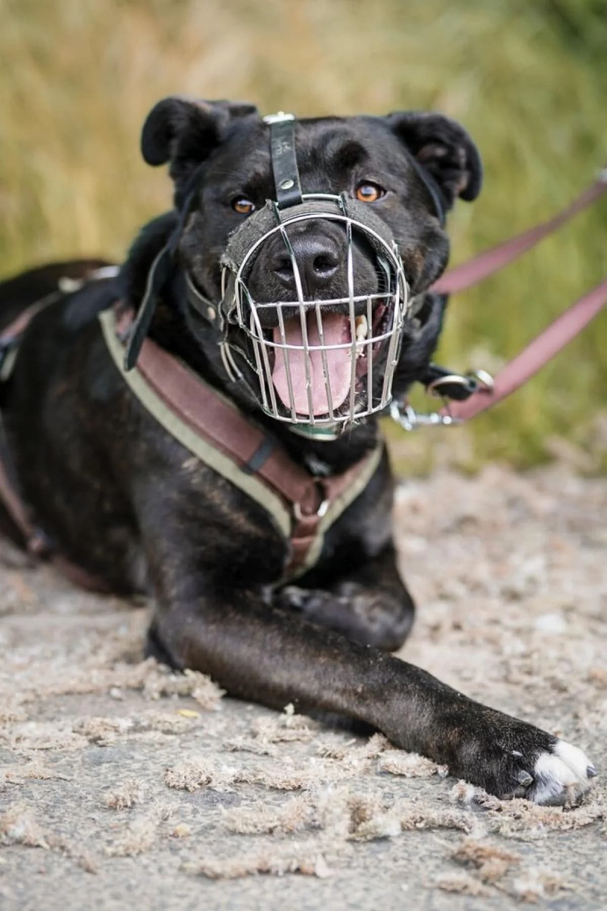 Baghira, schwarz mit kupfer Tupfen male Mixed Breed for adoption at Tierheim Bochum, Bochum — photo 7 of 10