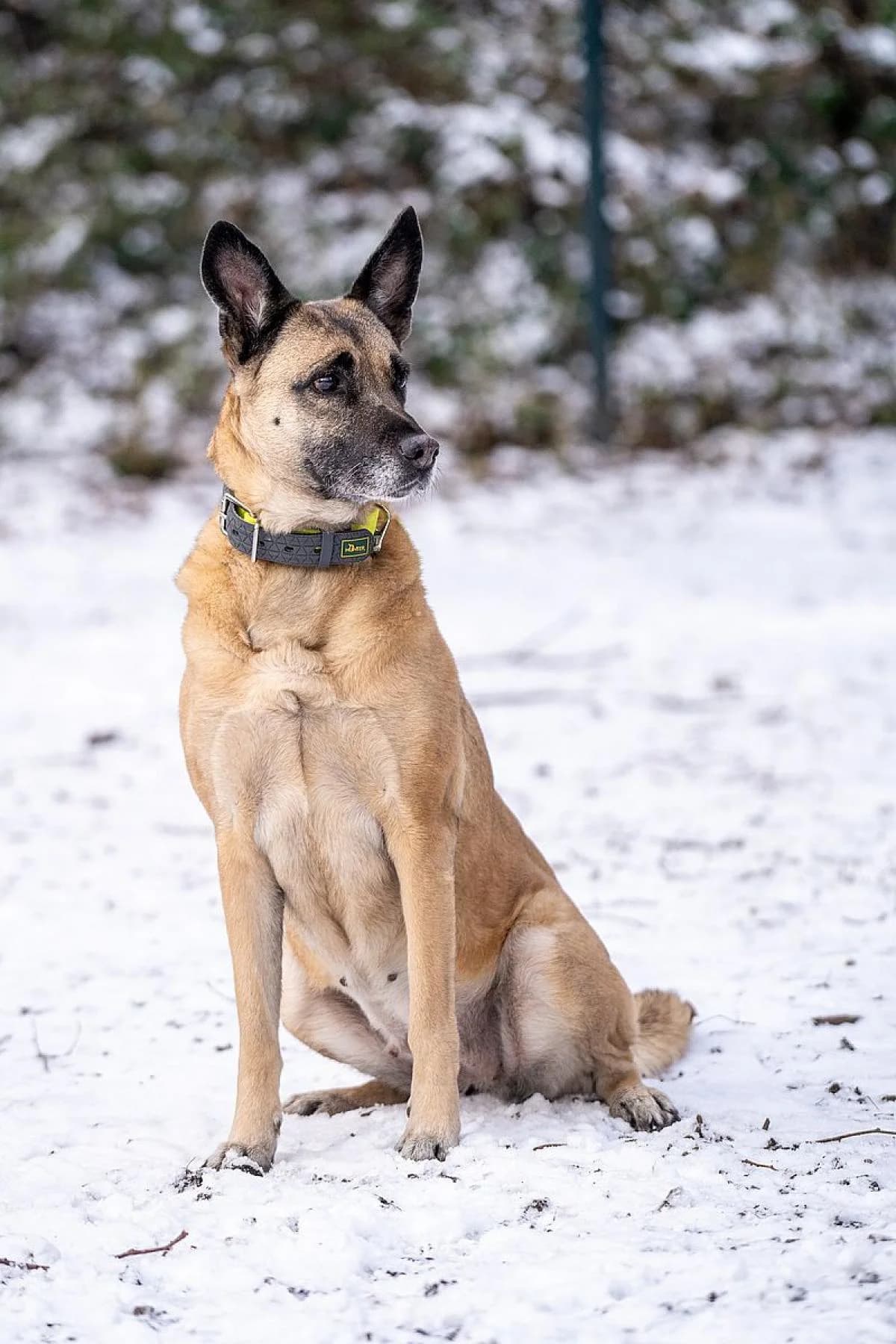 Bella, beige female Belgian Malinois for adoption at Tierheim Bochum, Bochum