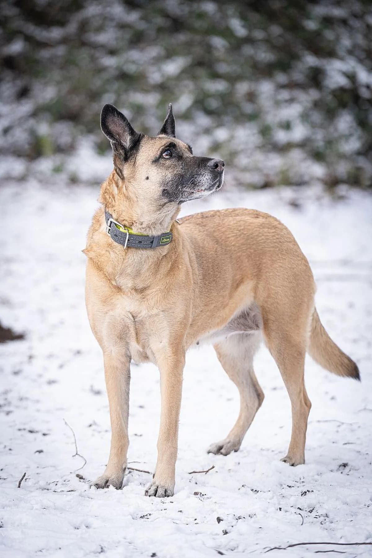 Bella, beige female Belgian Malinois for adoption at Tierheim Bochum, Bochum — photo 2 of 3