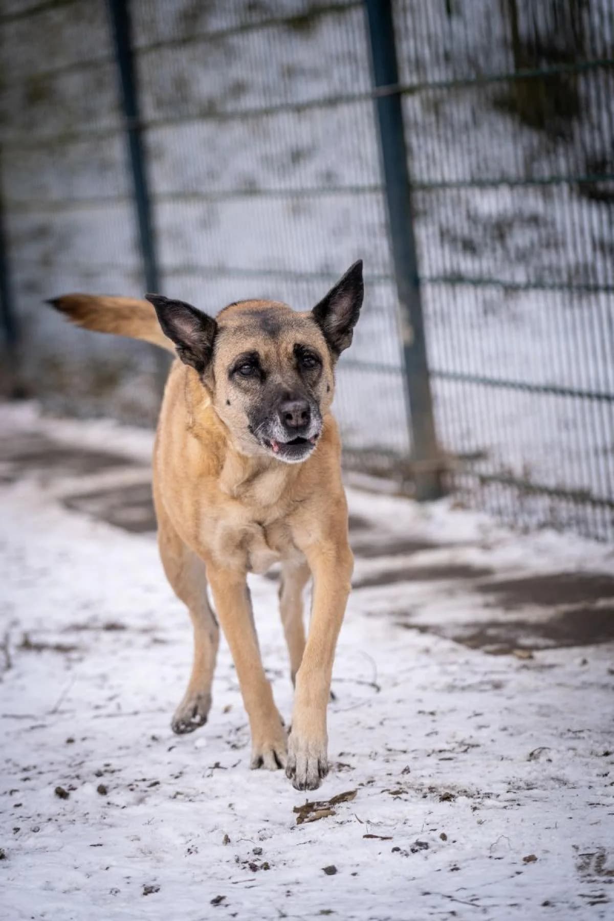 Bella, beige female Belgian Malinois for adoption at Tierheim Bochum, Bochum — photo 3 of 3