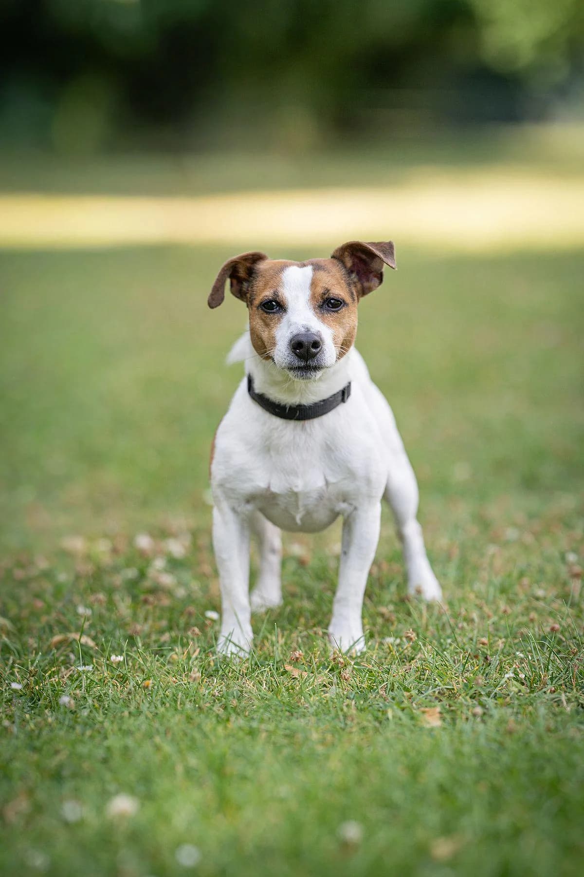 Bernie, Tricolor male 5yo Jack Russell Terrier for adoption at Tierheim Bochum, Bochum