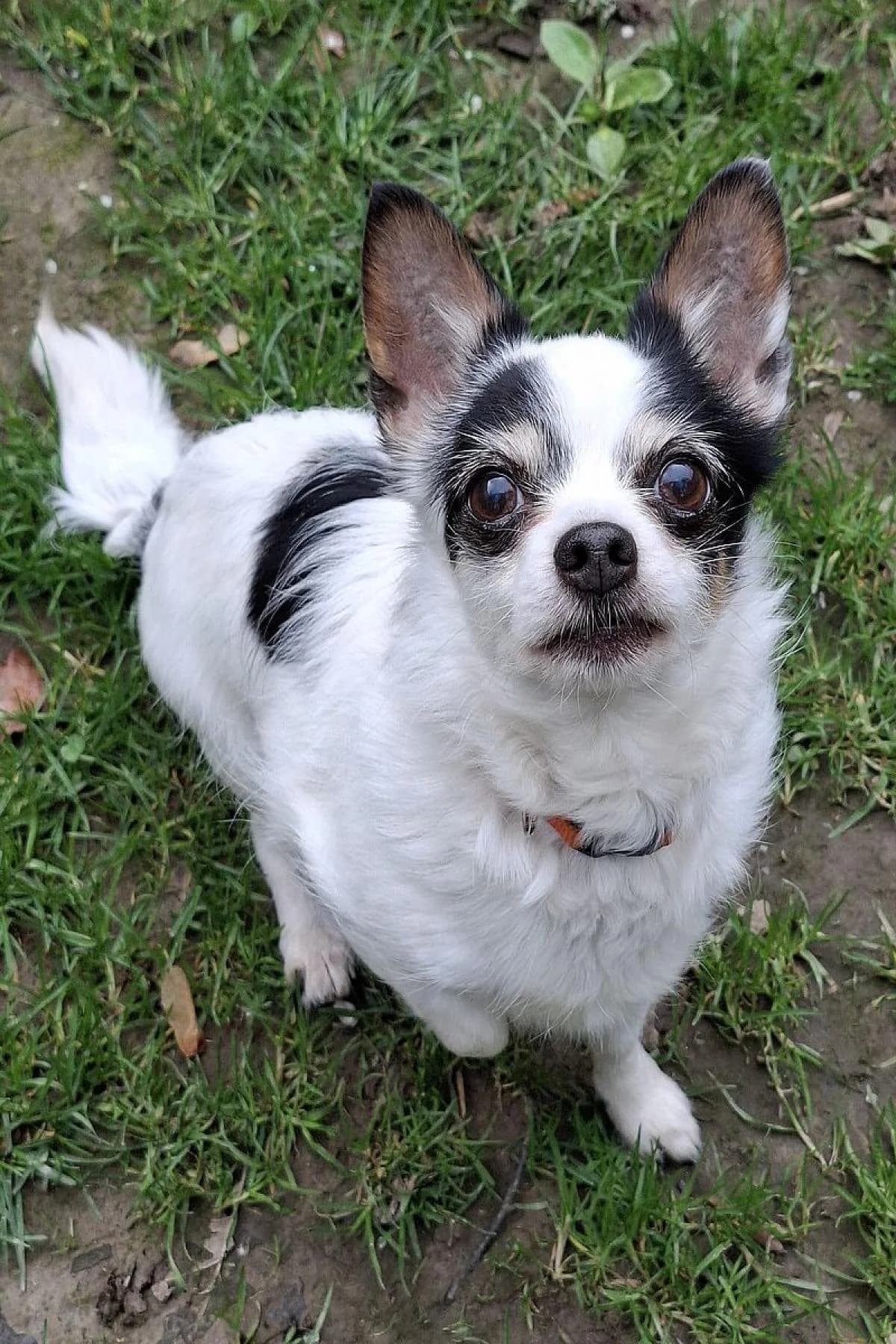 Bonny, tricolor female Chihuahua for adoption at Tierheim Bochum, Bochum