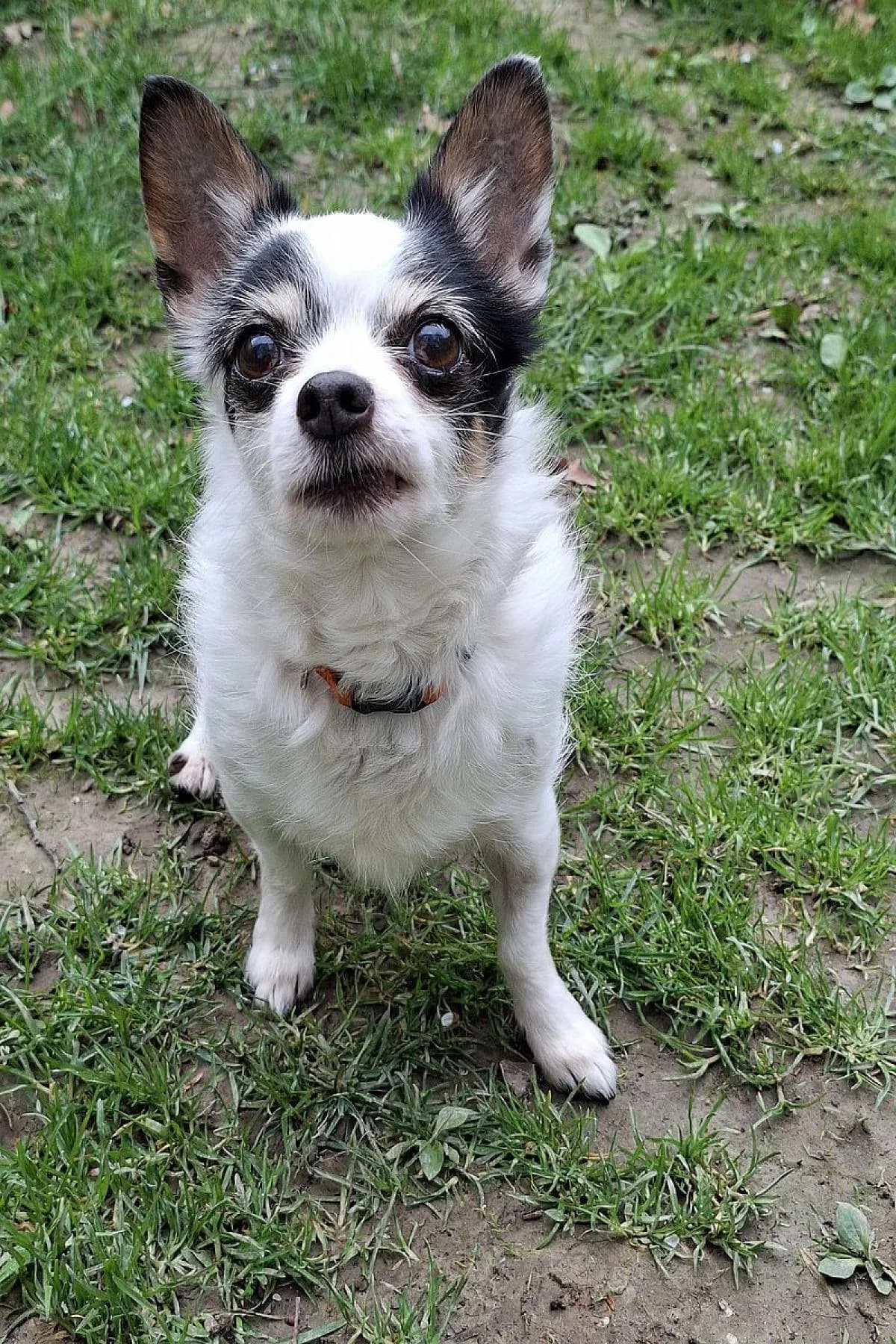 Bonny, tricolor female Chihuahua for adoption at Tierheim Bochum, Bochum — photo 2 of 3