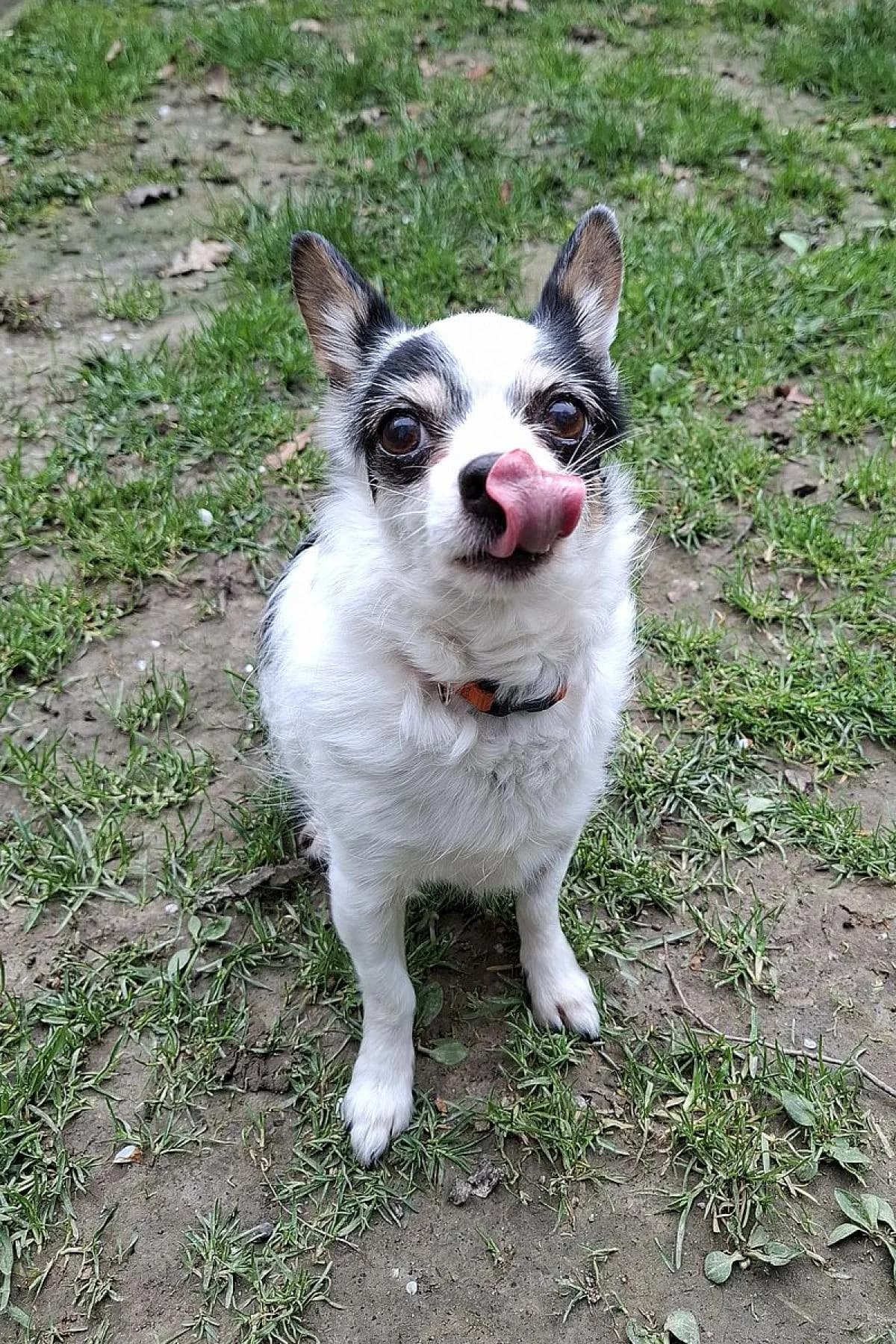 Bonny, tricolor female Chihuahua for adoption at Tierheim Bochum, Bochum — photo 3 of 3
