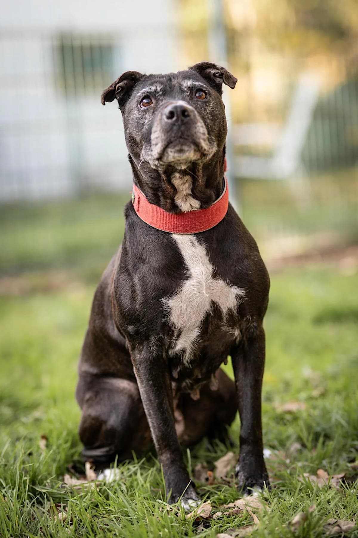 Chanel, schwarz, weiße Abz. female Staffordshire Bull Terrier for adoption at Tierheim Bochum, Bochum