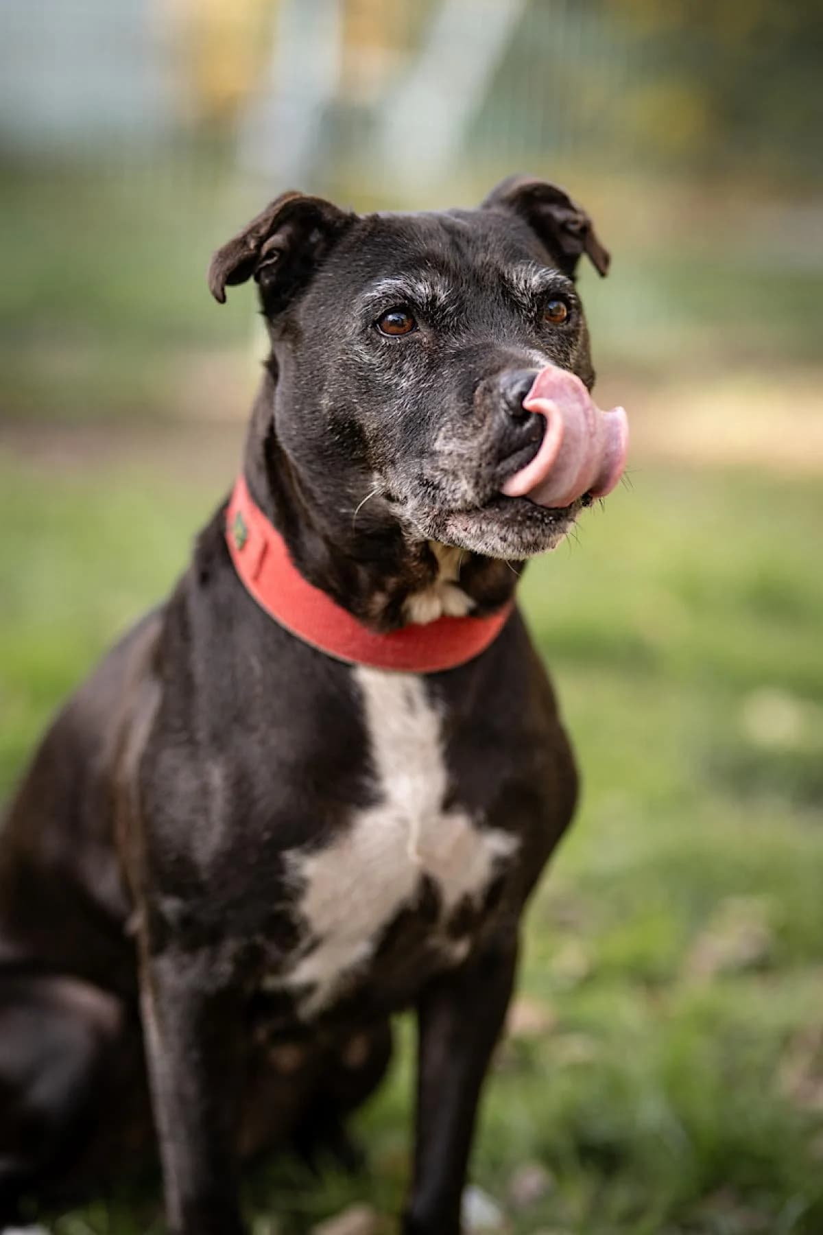 Chanel, schwarz, weiße Abz. female Staffordshire Bull Terrier for adoption at Tierheim Bochum, Bochum — photo 2 of 6