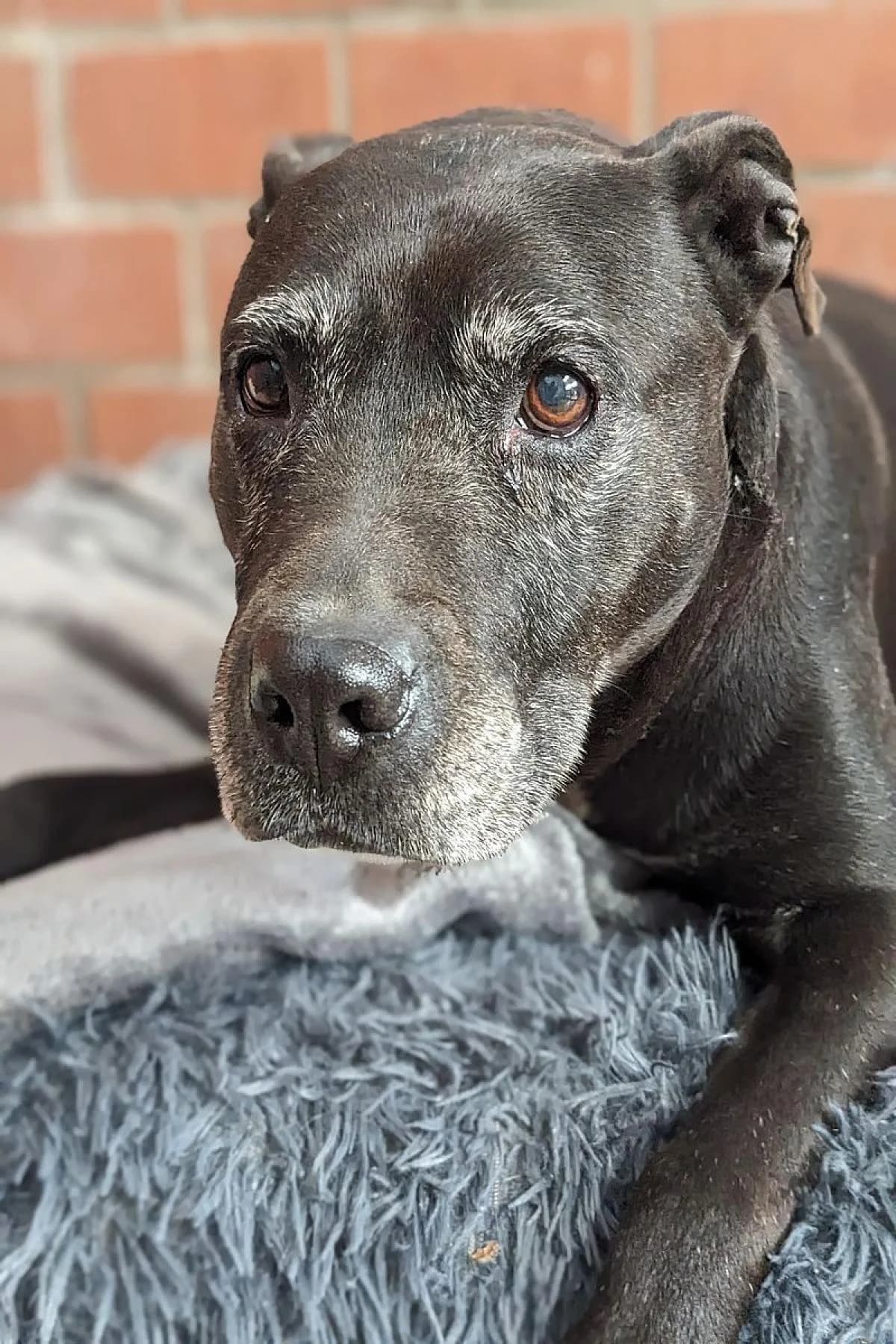 Chanel, schwarz, weiße Abz. female Staffordshire Bull Terrier for adoption at Tierheim Bochum, Bochum — photo 3 of 6