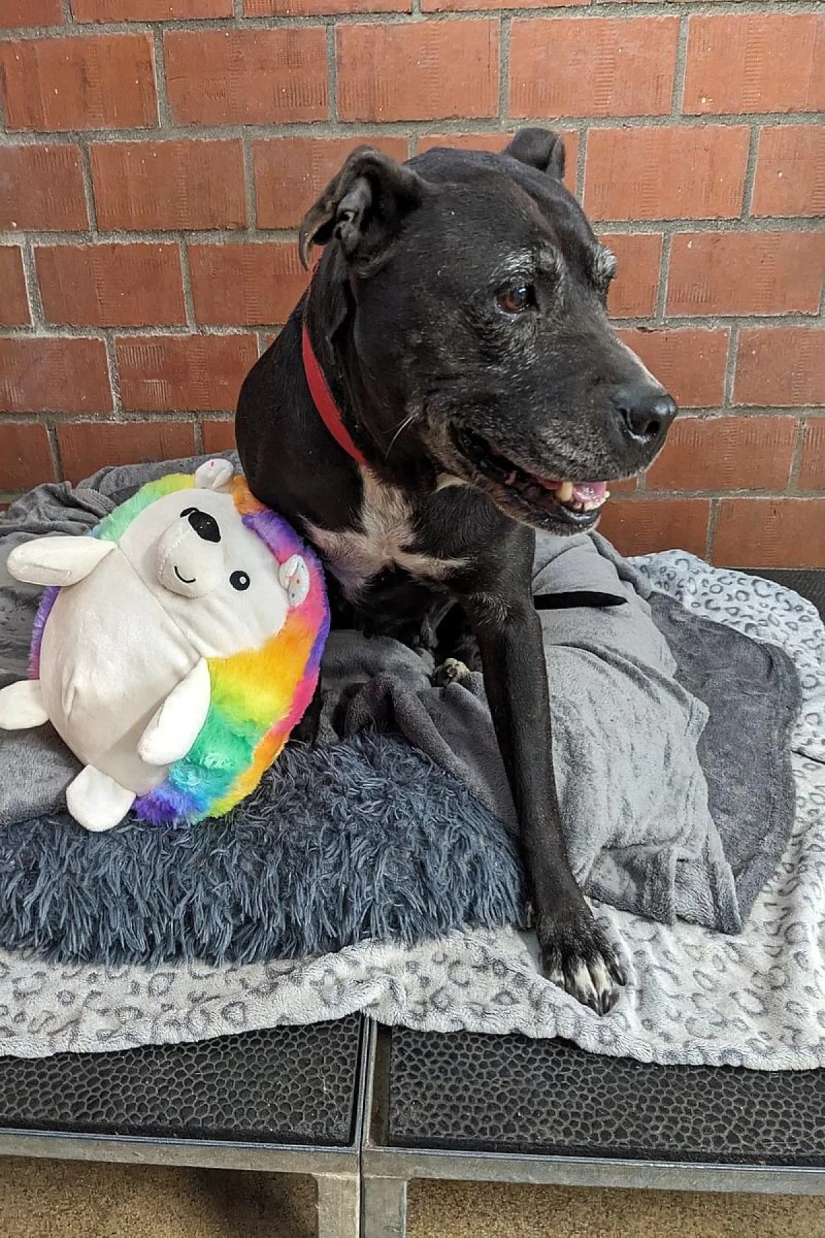 Chanel, schwarz, weiße Abz. female Staffordshire Bull Terrier for adoption at Tierheim Bochum, Bochum — photo 4 of 6