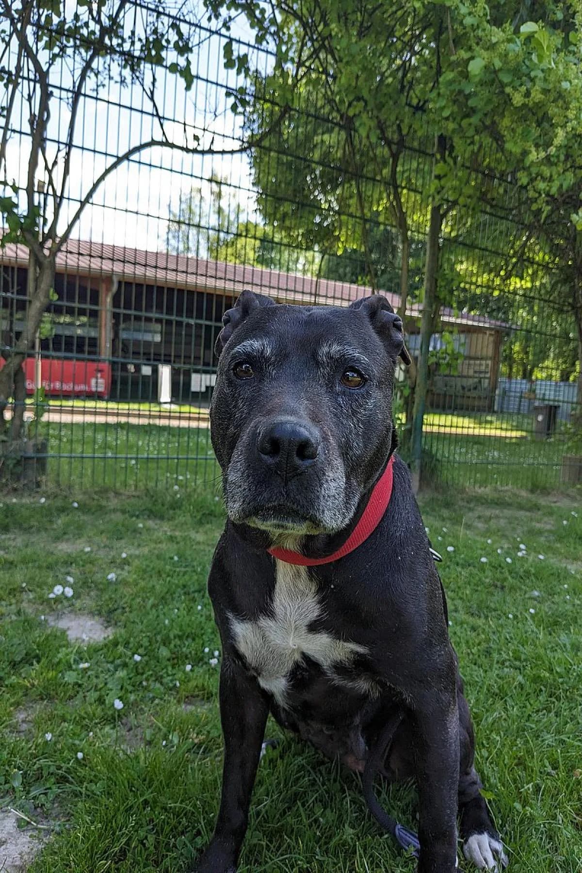 Chanel, schwarz, weiße Abz. female Staffordshire Bull Terrier for adoption at Tierheim Bochum, Bochum — photo 5 of 6