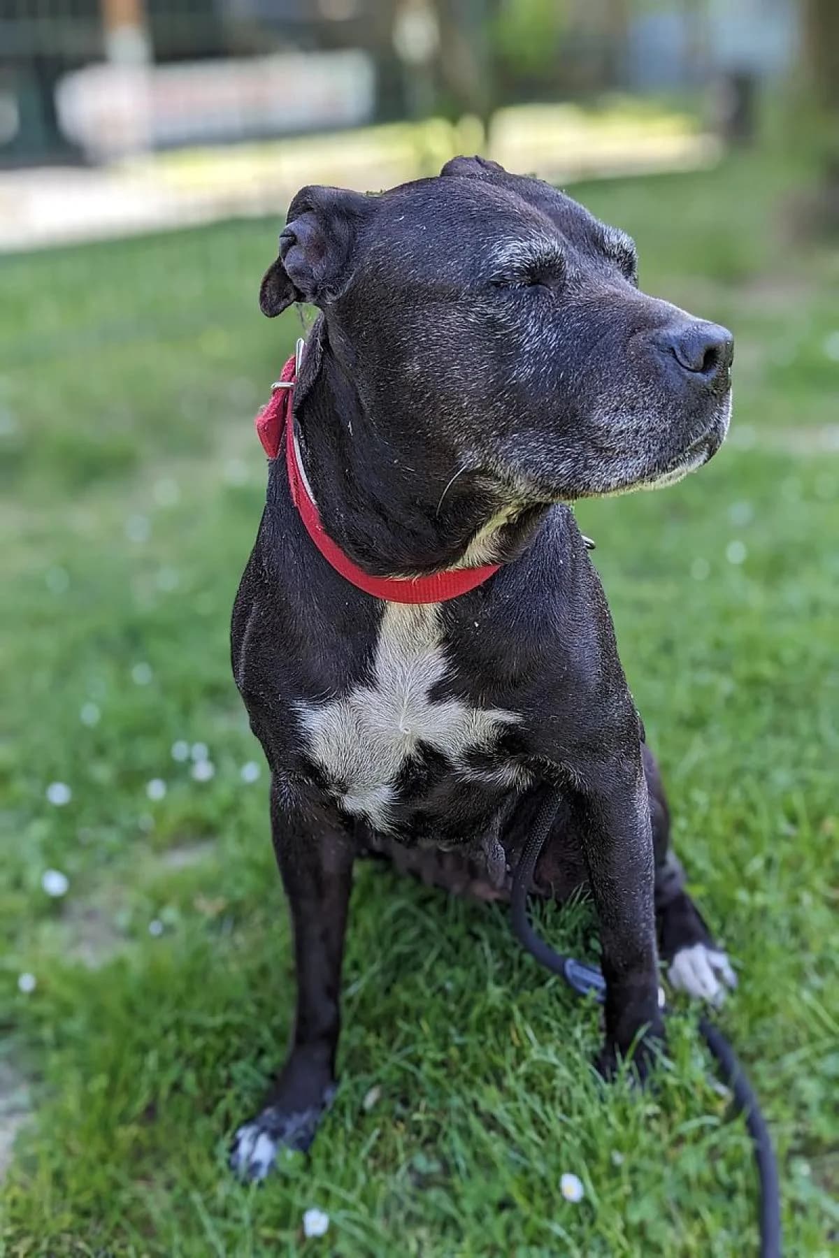 Chanel, schwarz, weiße Abz. female Staffordshire Bull Terrier for adoption at Tierheim Bochum, Bochum — photo 6 of 6