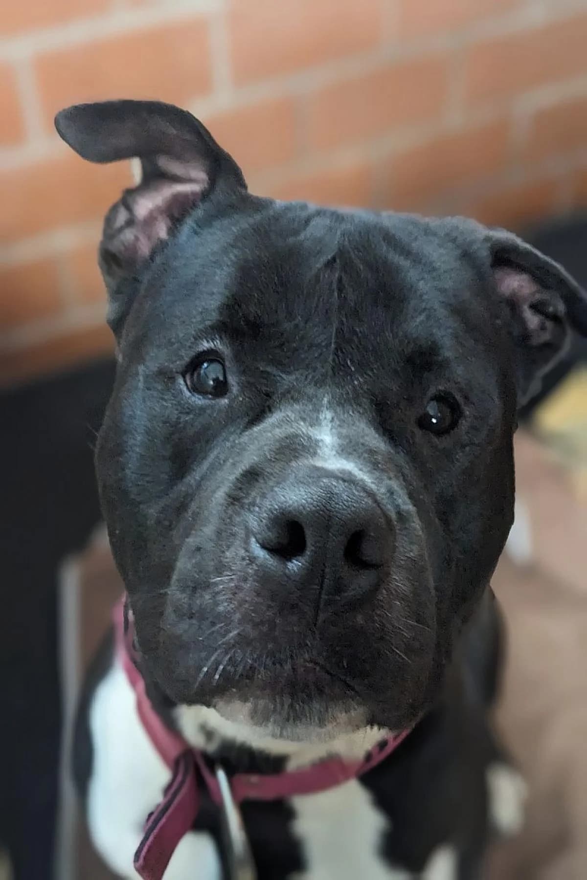Chico, schwarz-weiß male mixed breed for adoption at Tierheim Bochum, Bochum