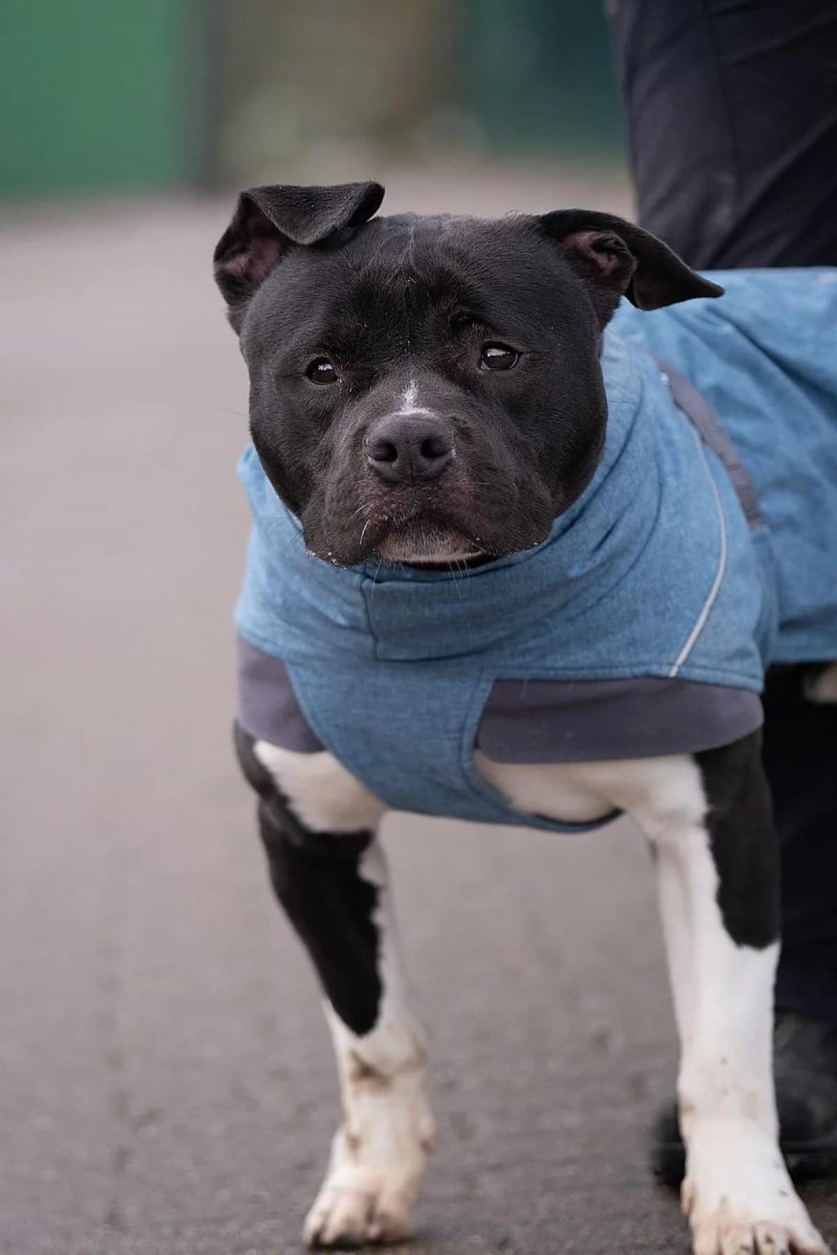 Chico, schwarz-weiß male mixed breed for adoption at Tierheim Bochum, Bochum — photo 2 of 7