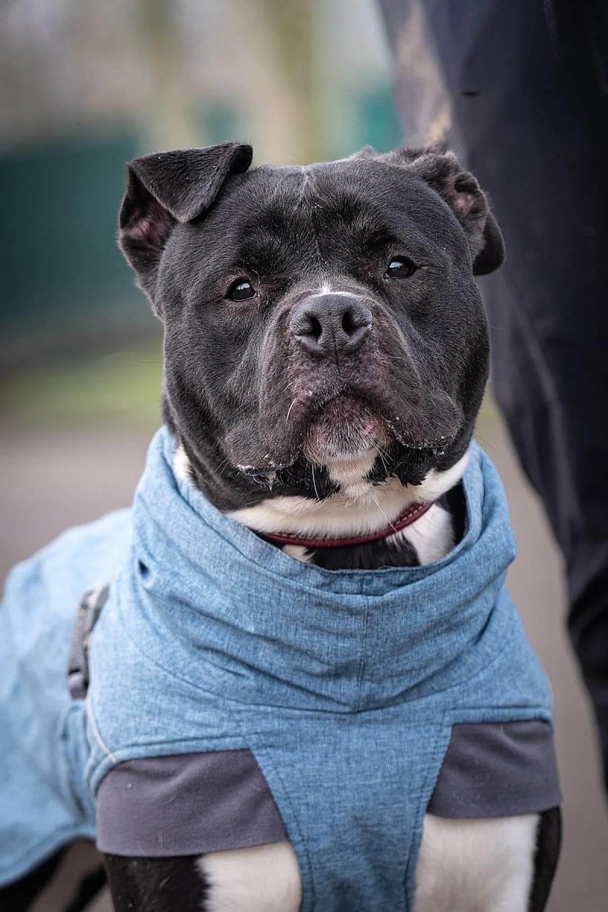 Chico, schwarz-weiß male mixed breed for adoption at Tierheim Bochum, Bochum — photo 3 of 7