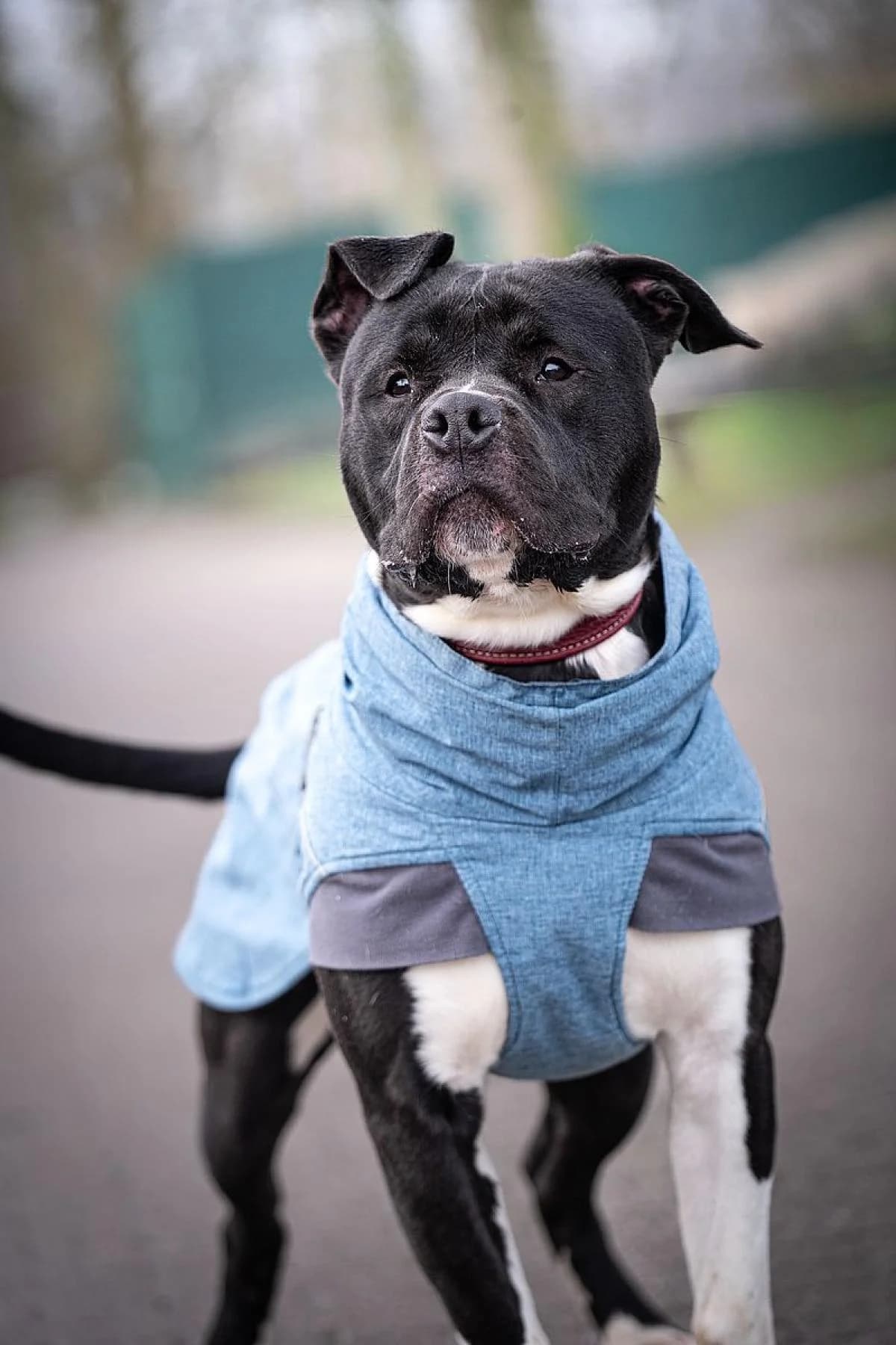 Chico, schwarz-weiß male mixed breed for adoption at Tierheim Bochum, Bochum — photo 4 of 7