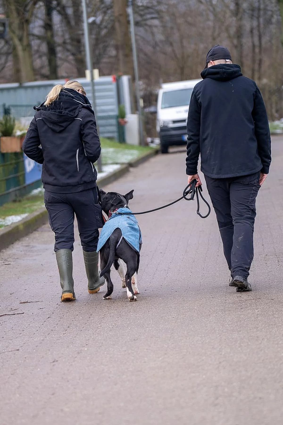 Chico, schwarz-weiß male mixed breed for adoption at Tierheim Bochum, Bochum — photo 5 of 7